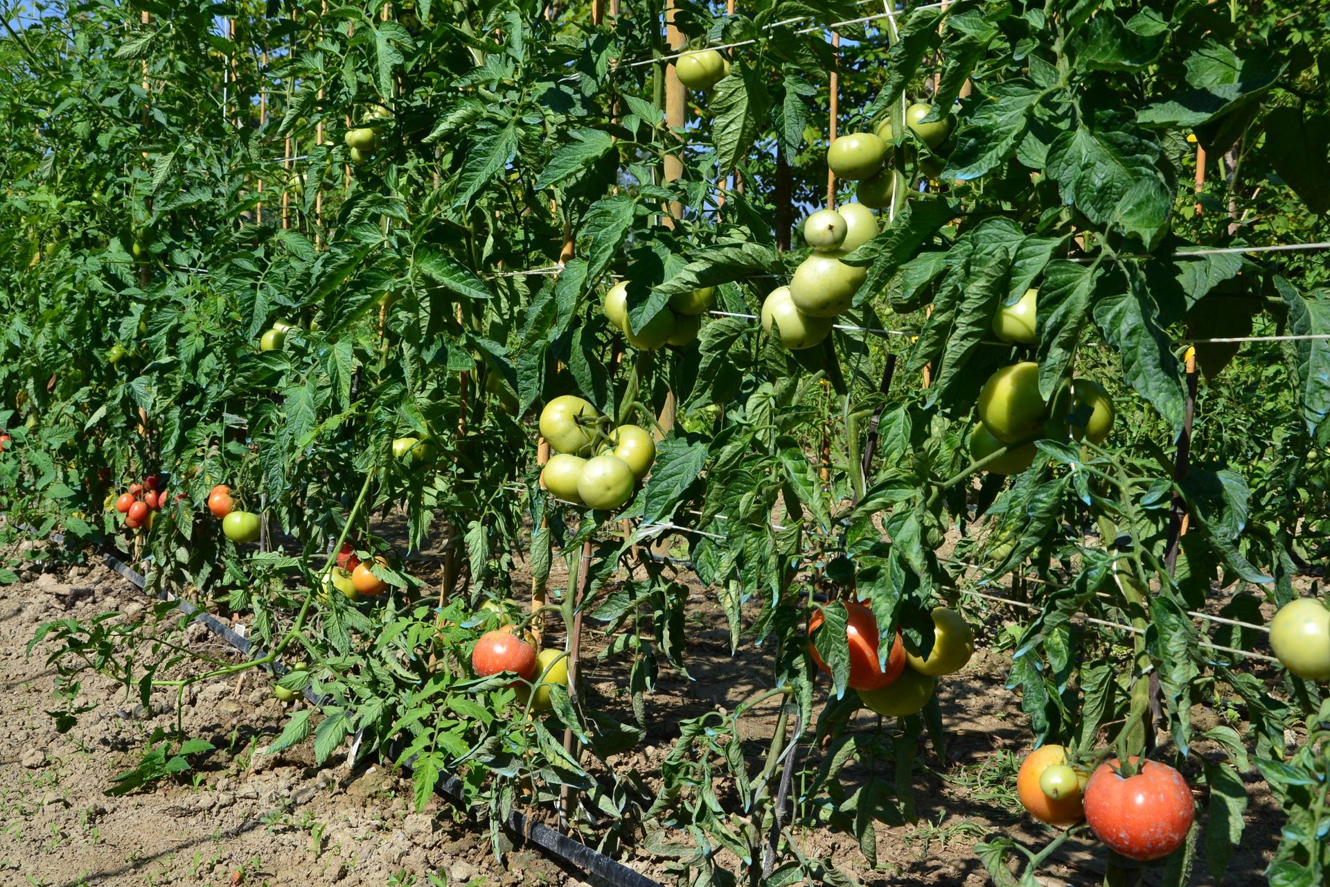 un grappolo di pomodori che crescono su una vite in un giardino