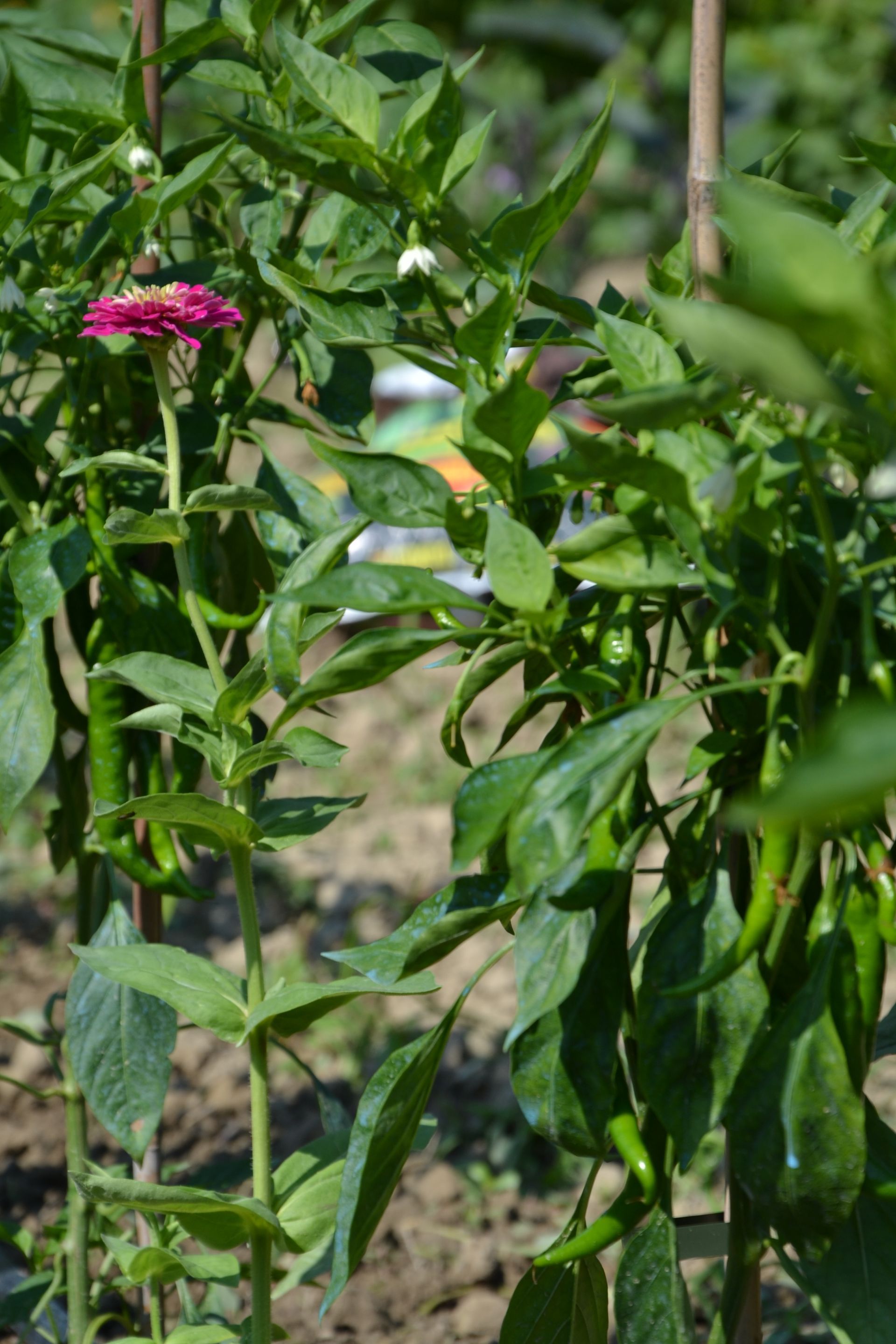 un fiore rosa cresce su una pianta in un giardino.