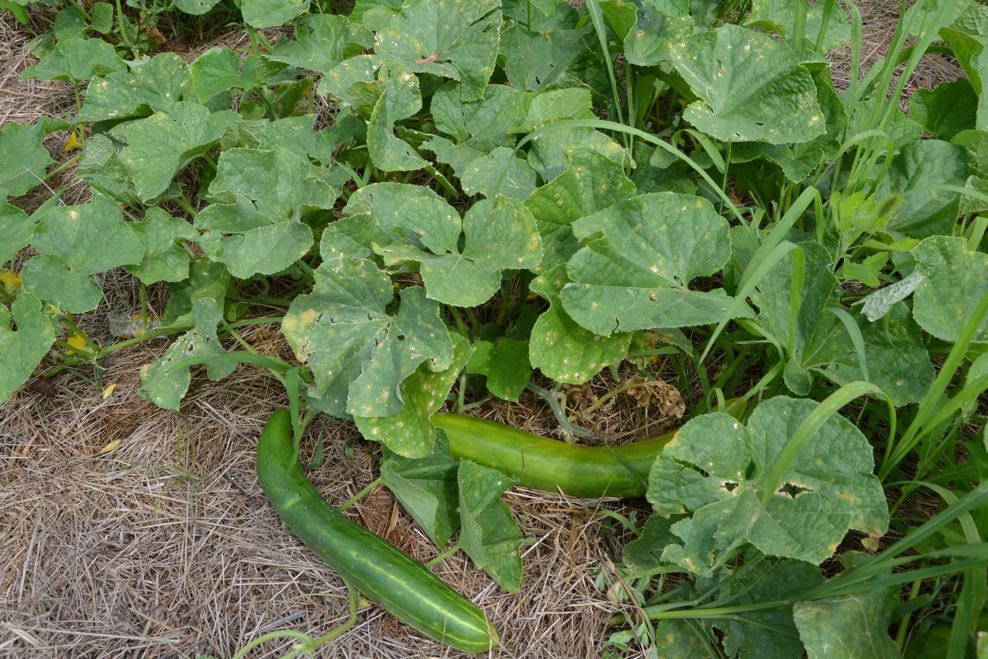 un peperone verde cresce su una pianta in un giardino.