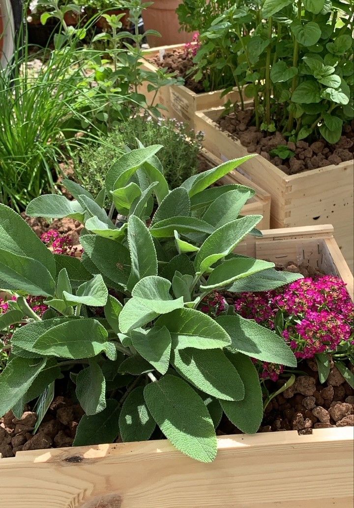 un primo piano di una pianta in una fioriera di legno.