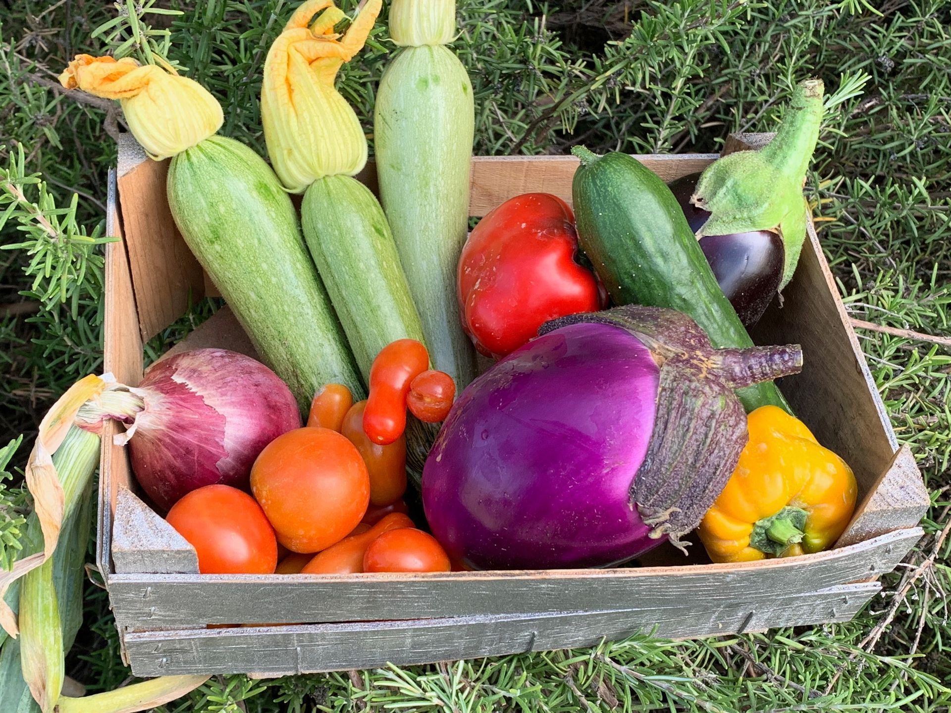 Su un tavolo sono allineate casse di pomodori