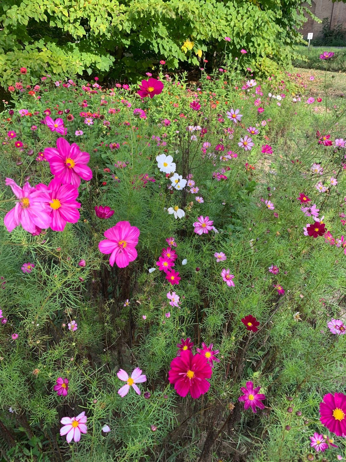 un mazzo di fiori rosa e bianchi cresce in un giardino.