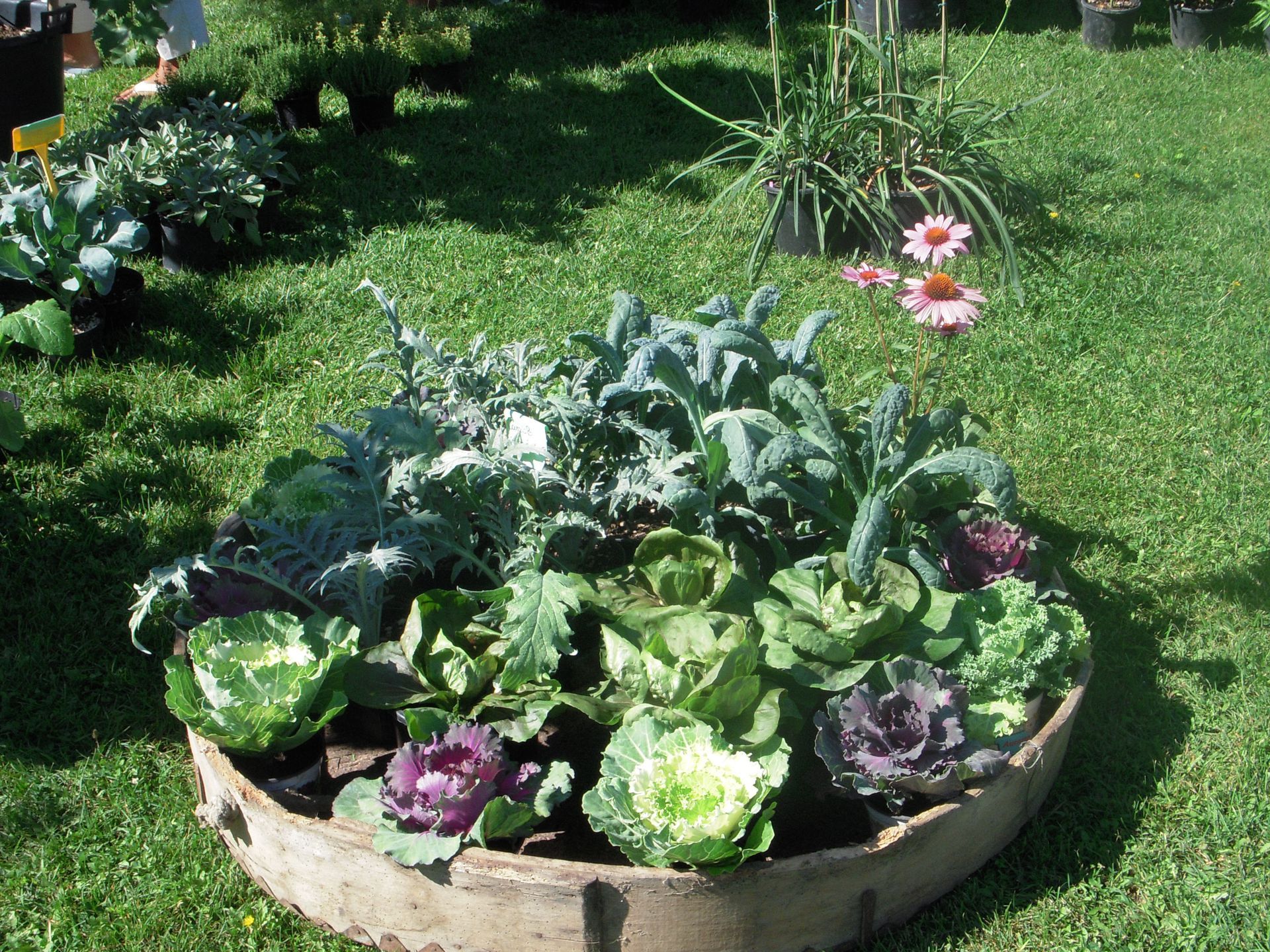 una fioriera di legno piena di cavoli e altre piante