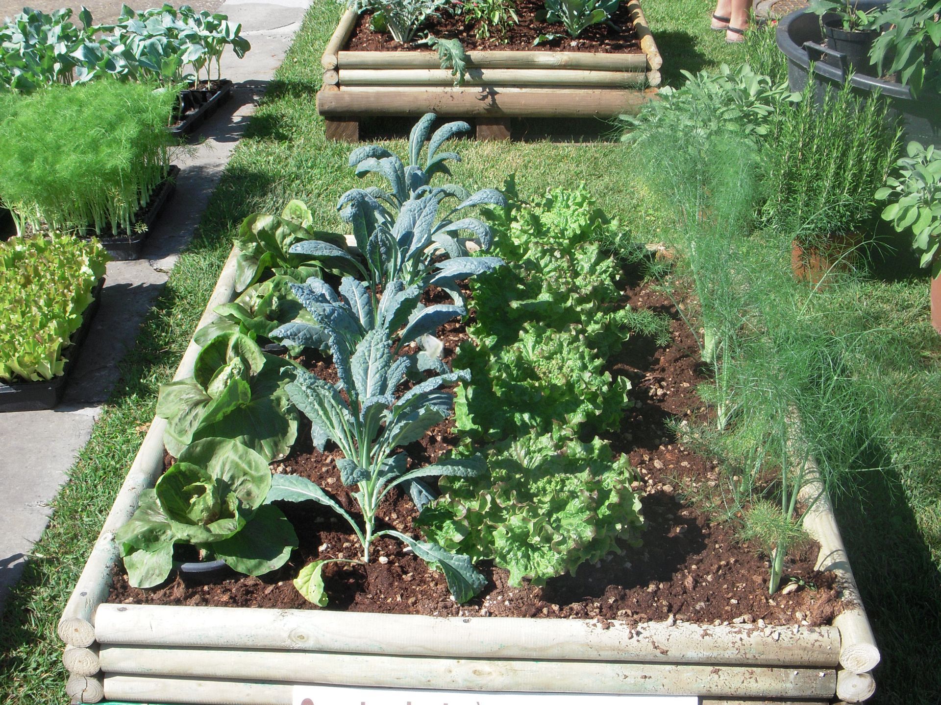 un giardino pieno di tante piante tra cui lattuga e cavoli