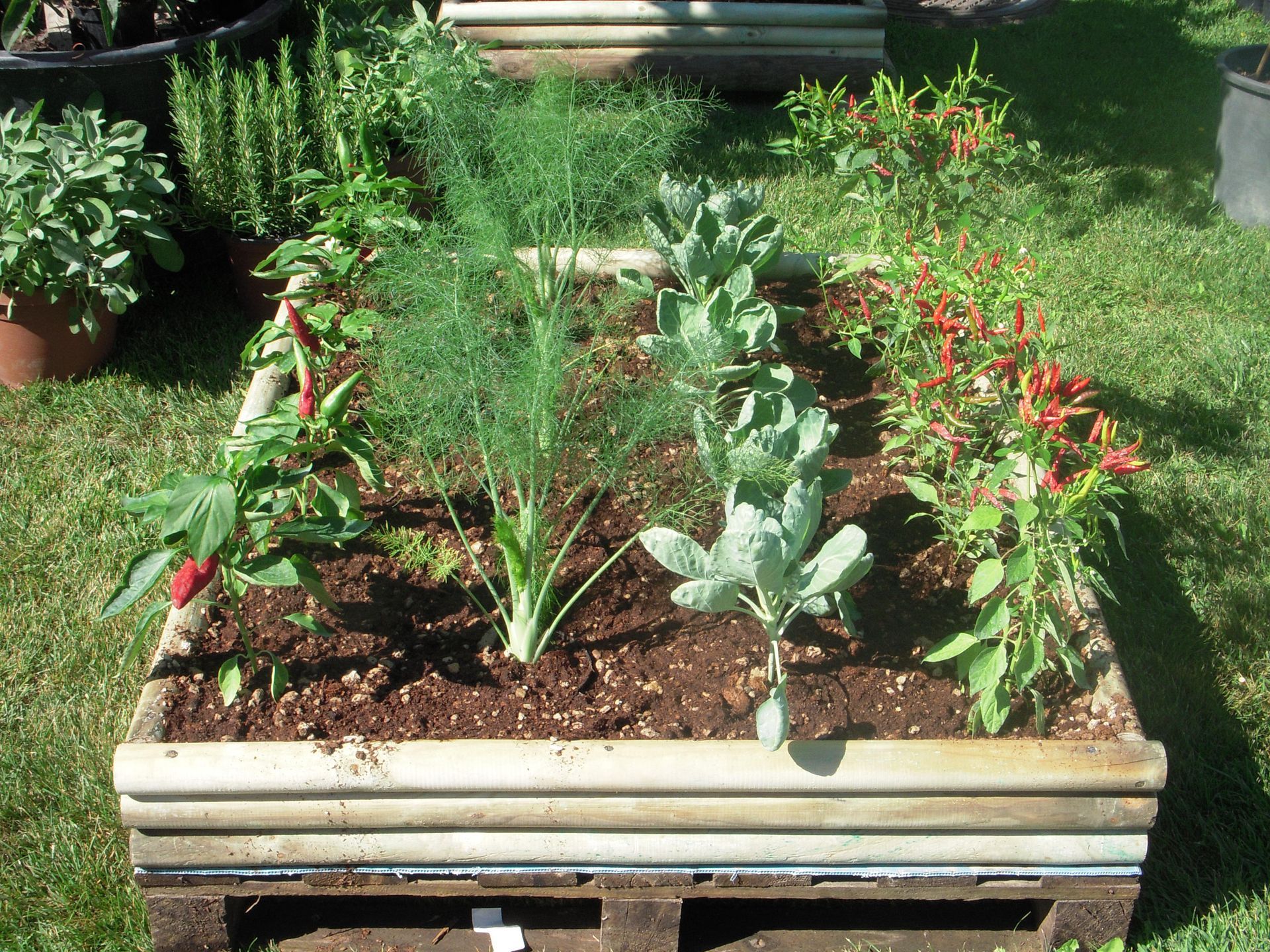 un giardino pieno di tante piante e fiori