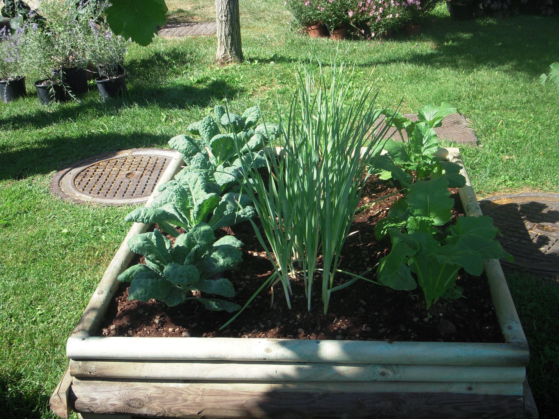 una fioriera di legno piena di verdure in un cortile