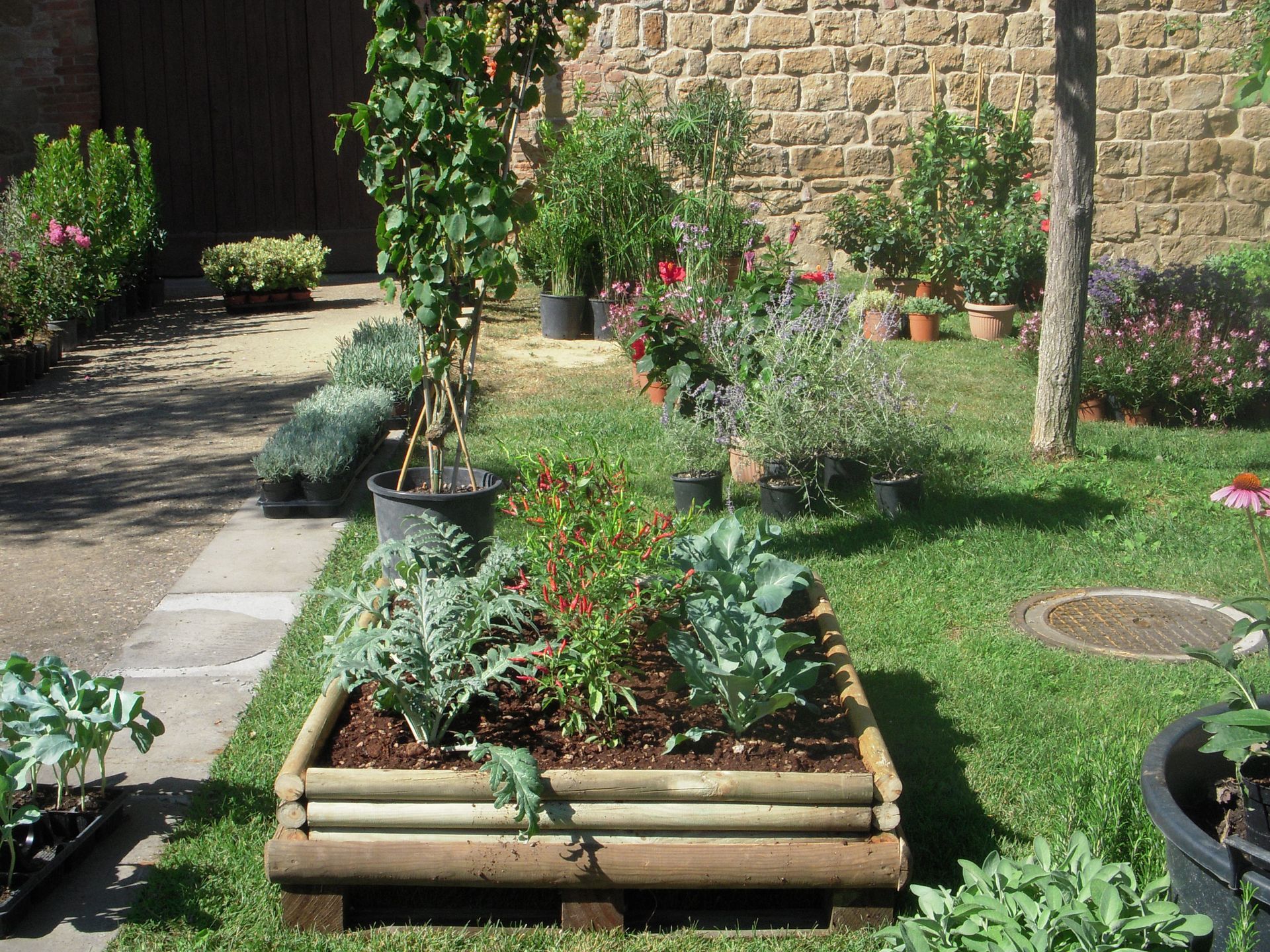un giardino con tante piante e fiori in vaso