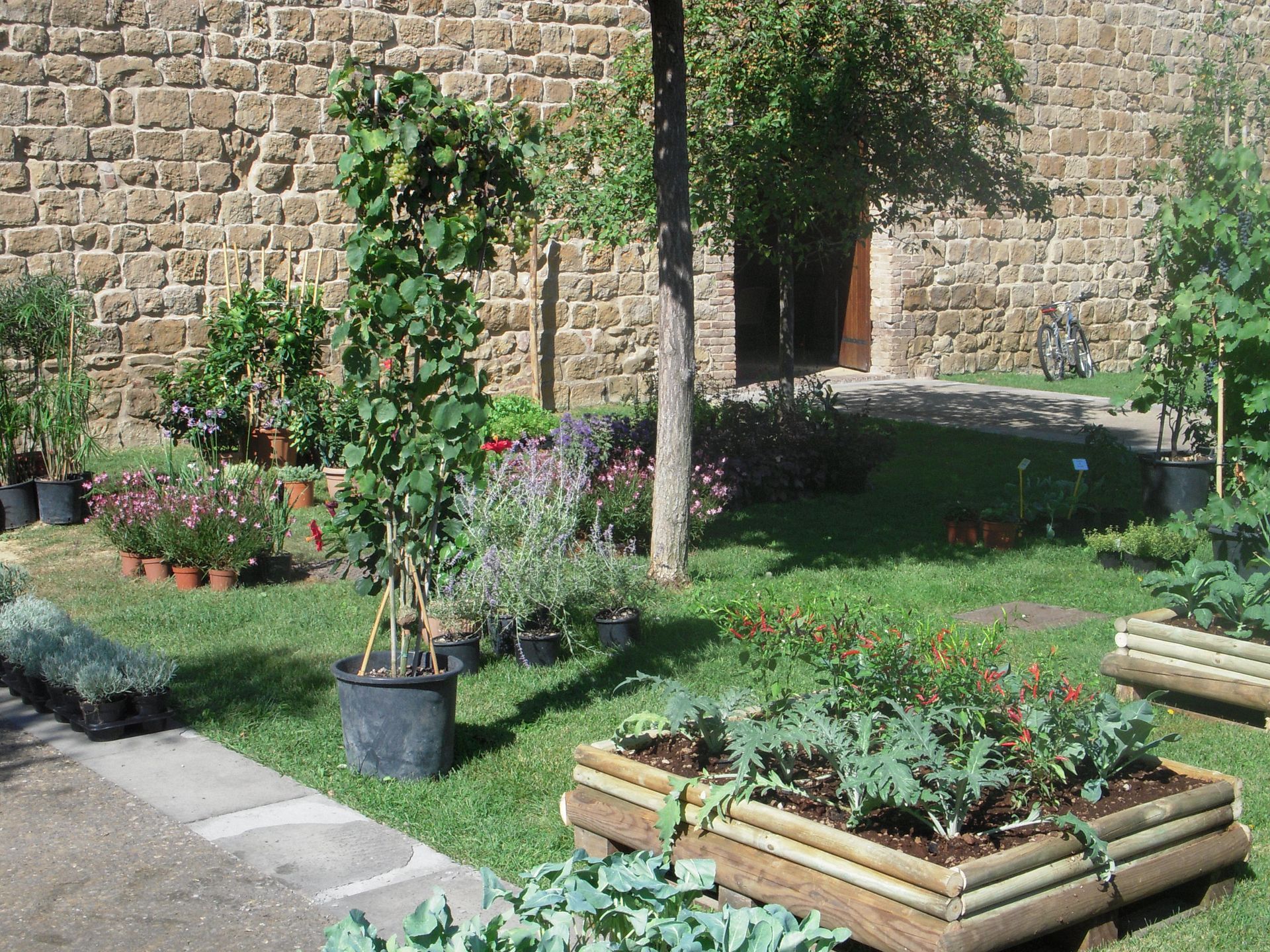 un giardino con tante piante in vaso davanti a un muro di pietra