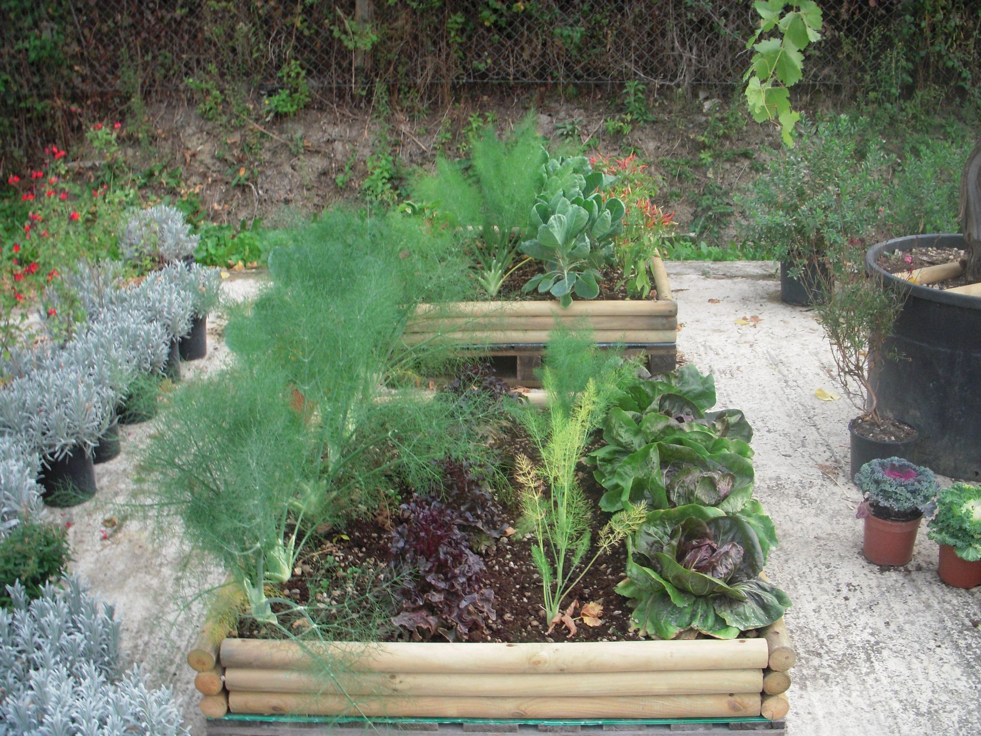 un giardino pieno di tante piante e fiori