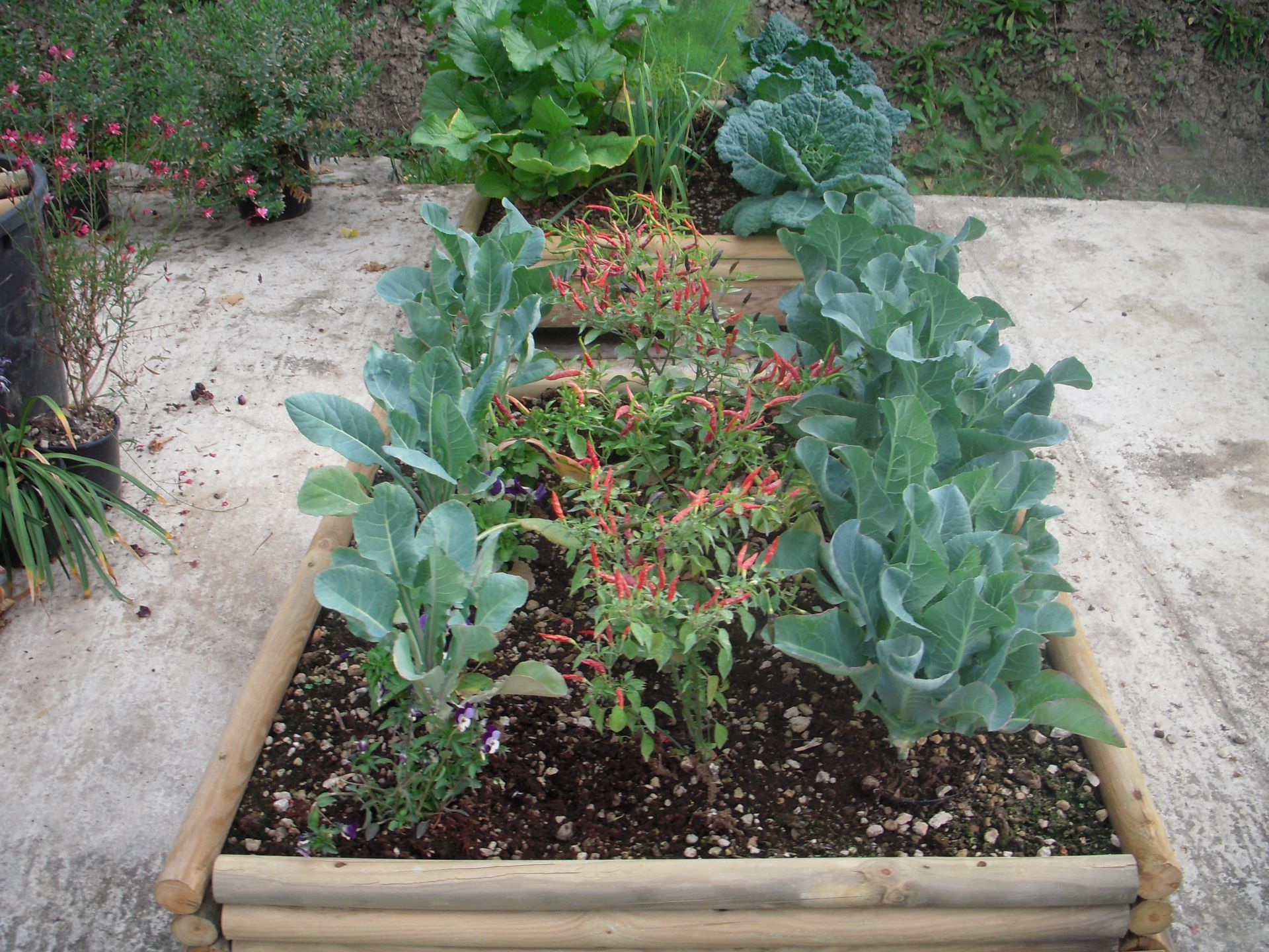 un giardino pieno di tante verdure e fiori