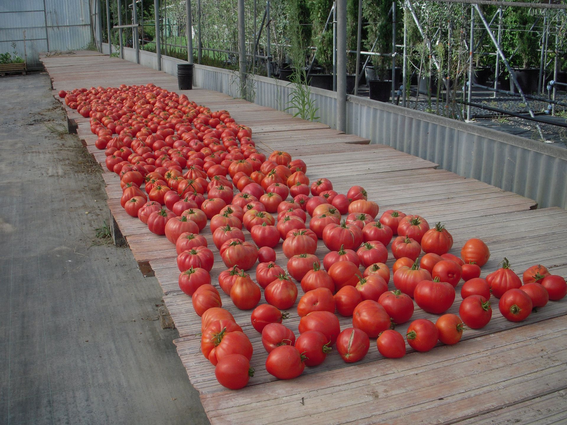 un mucchio di pomodori è seduto su un tavolo di legno