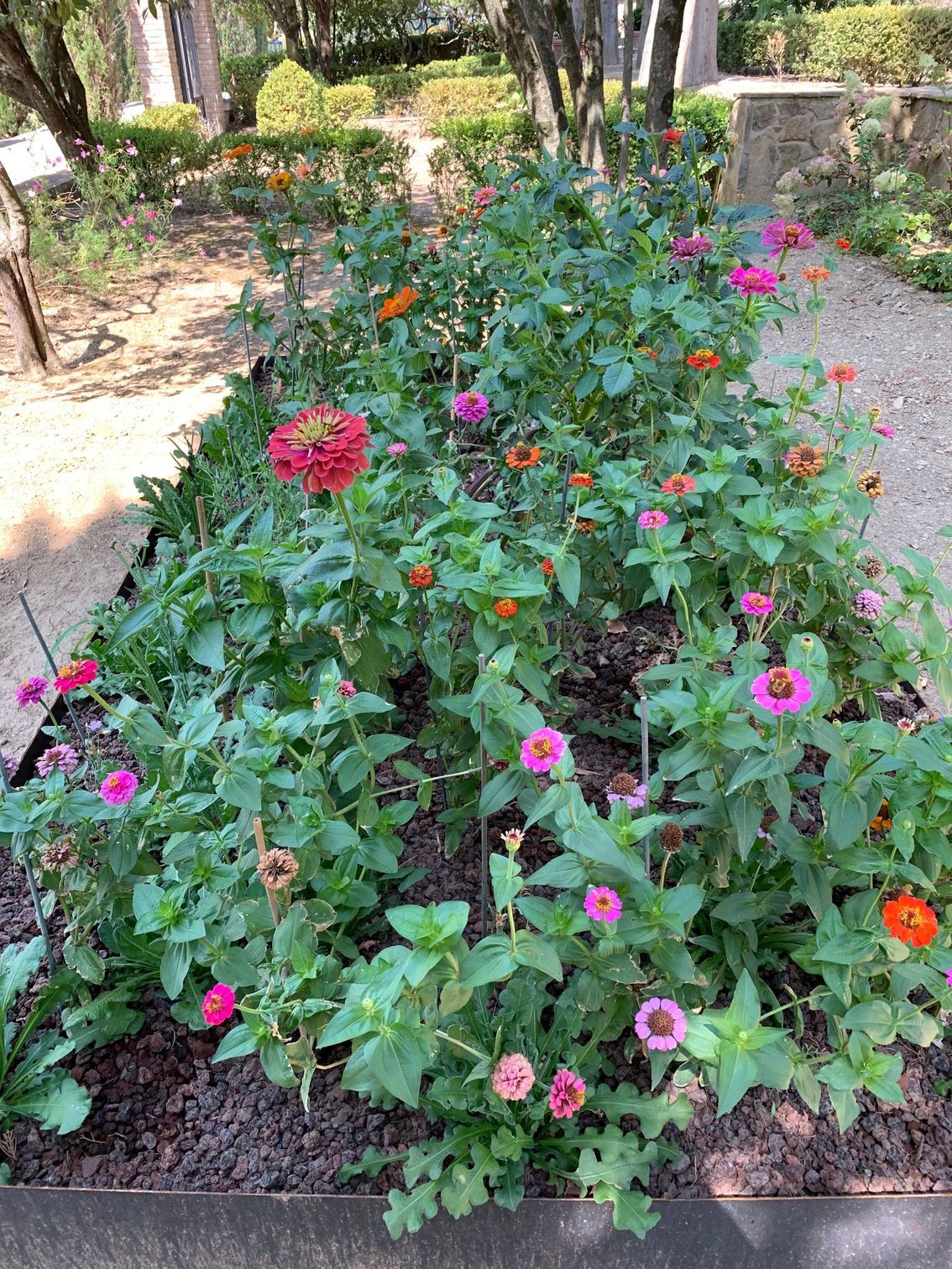 un mazzo di fiori cresce in un giardino.