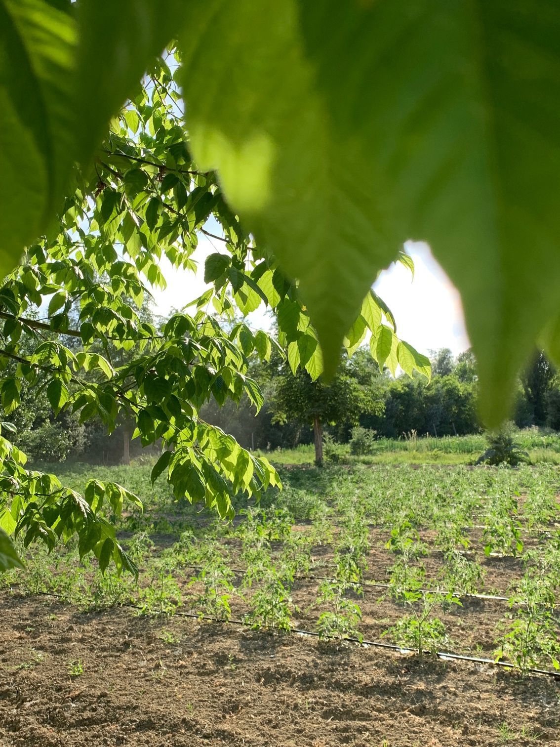 un campo di erba e terra con alberi sullo sfondo