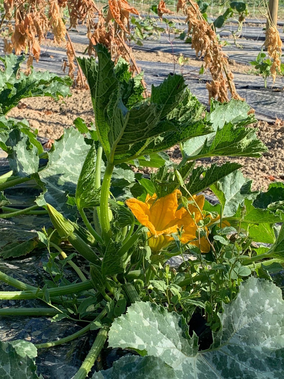 una pianta di zucchine con un fiore giallo che cresce in un campo.
