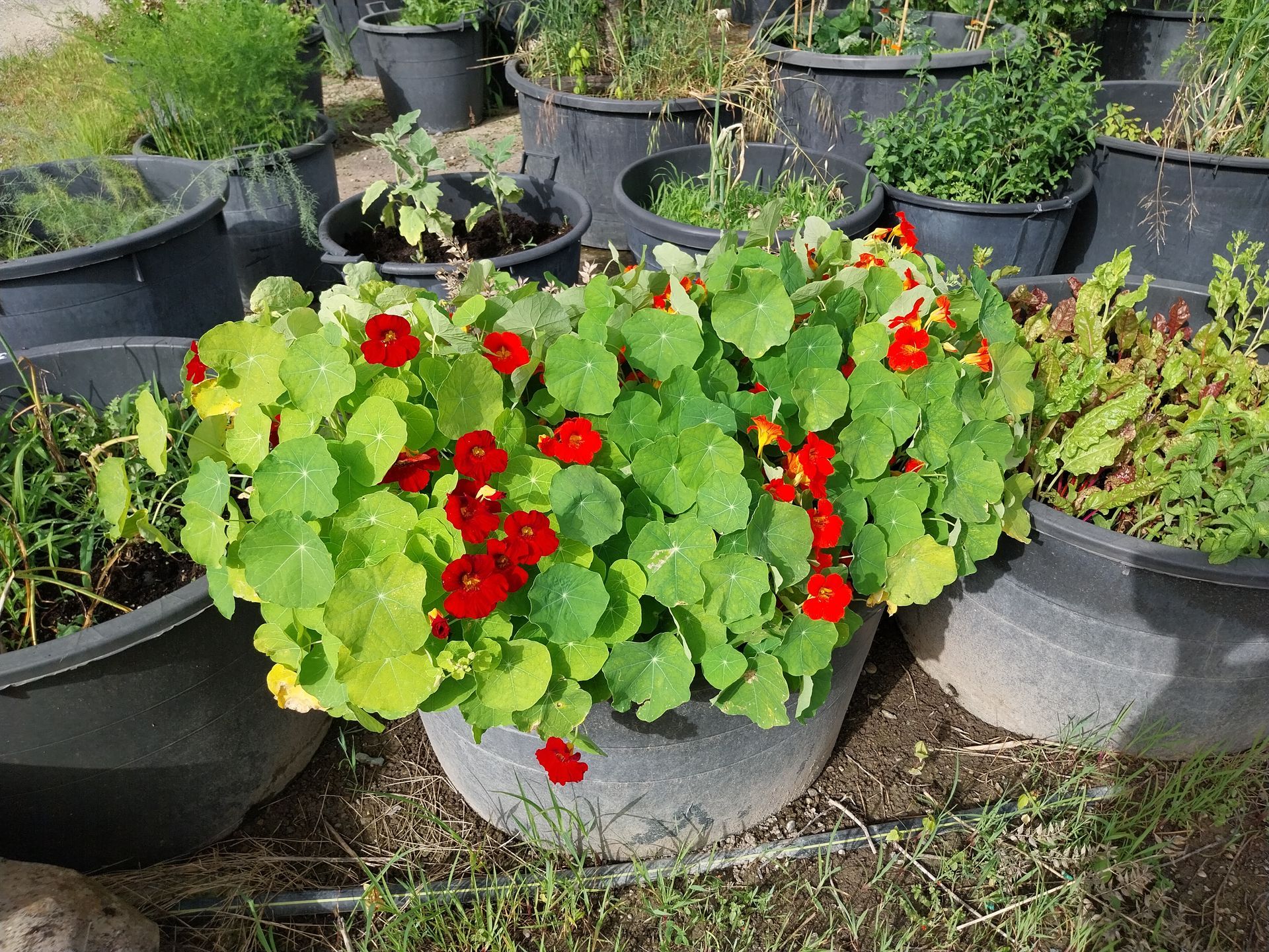 una pianta in vaso con fiori rossi e foglie verdi
