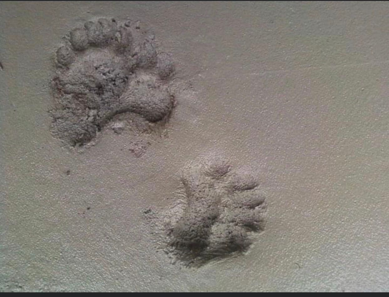 Two bear paw prints imprinted in concrete