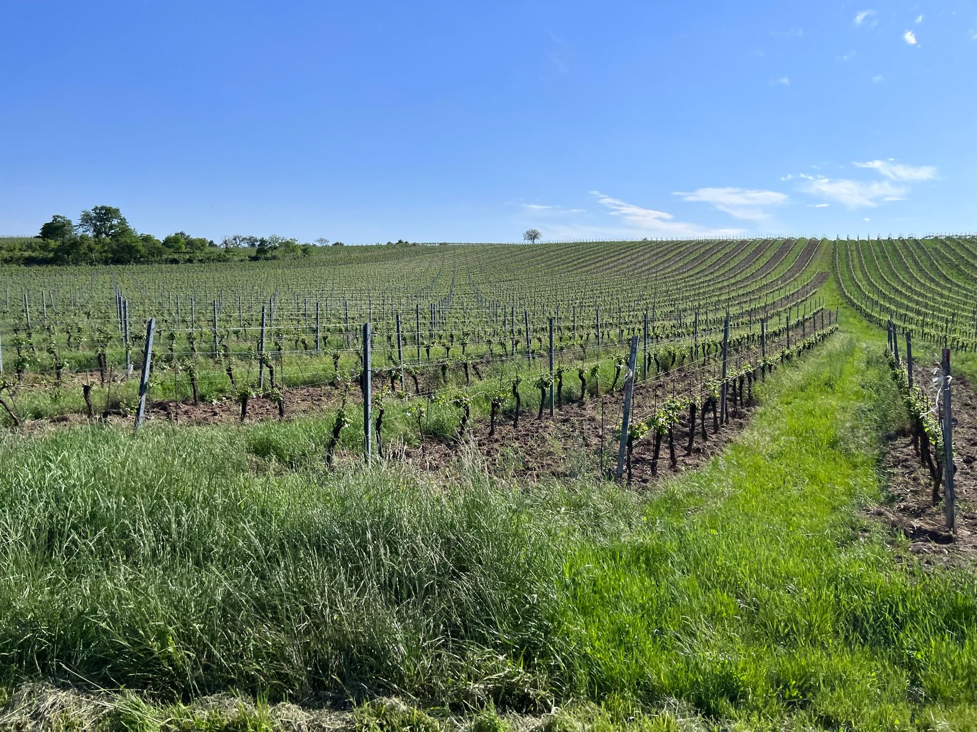 Weinanbau in den umliegenden Weinbergen.