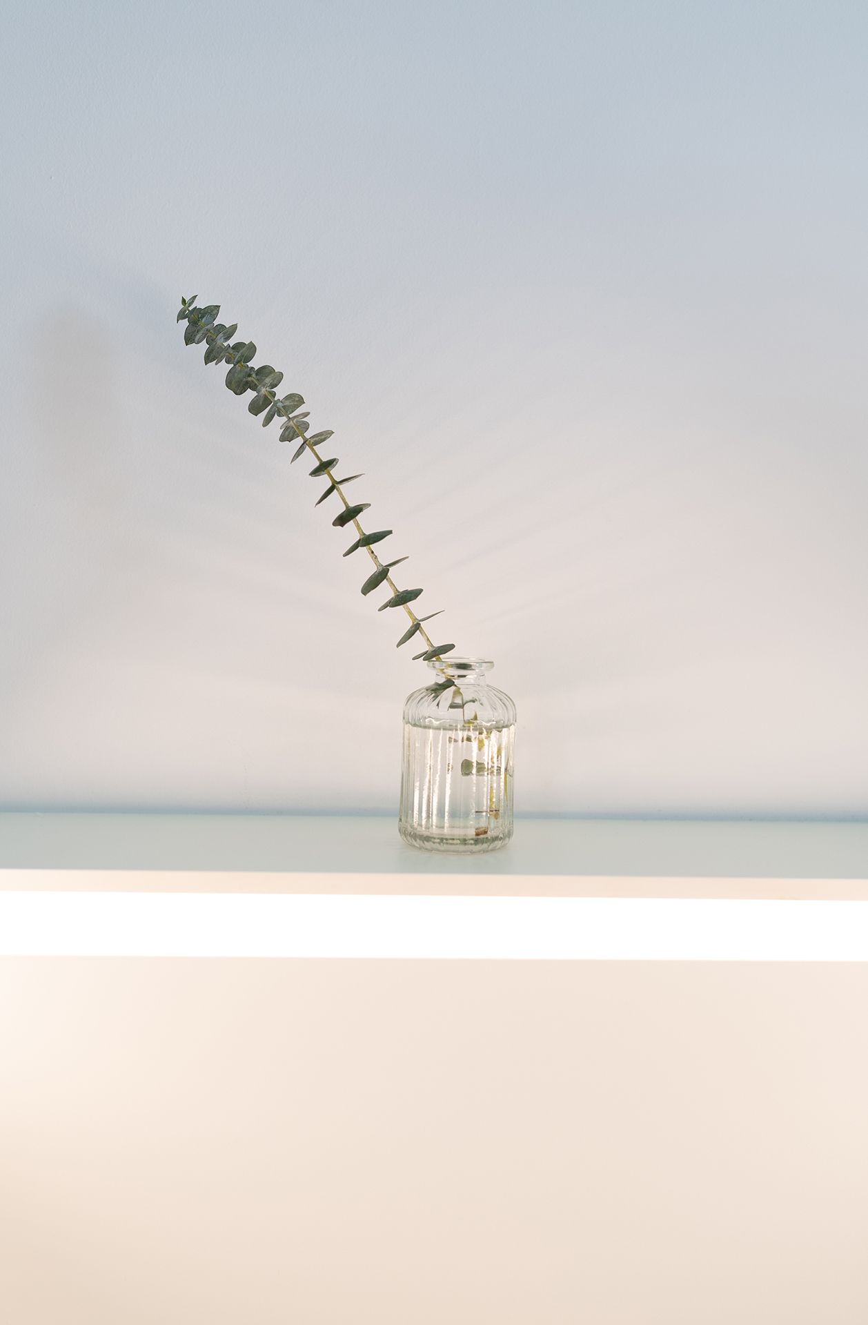 Eine kleine dünne lange grüne Pflanze in einer kleinen Glas Vase auf einem weißen Regal mit indirekter Beleuchtung darunter.