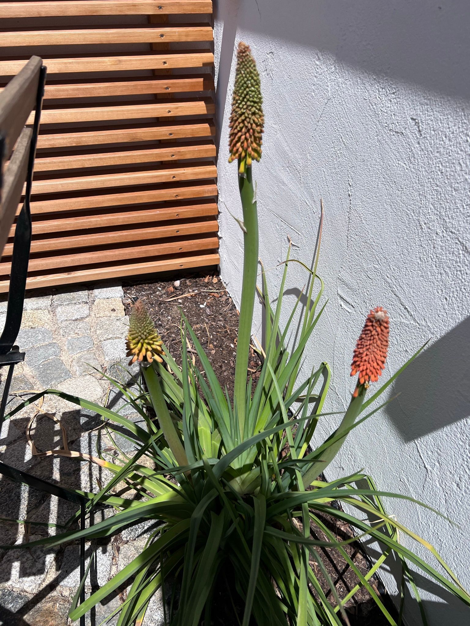 Grüne Pflanze mit orangener Blühte vor einer zum Teil holzverkleideten Fassade.