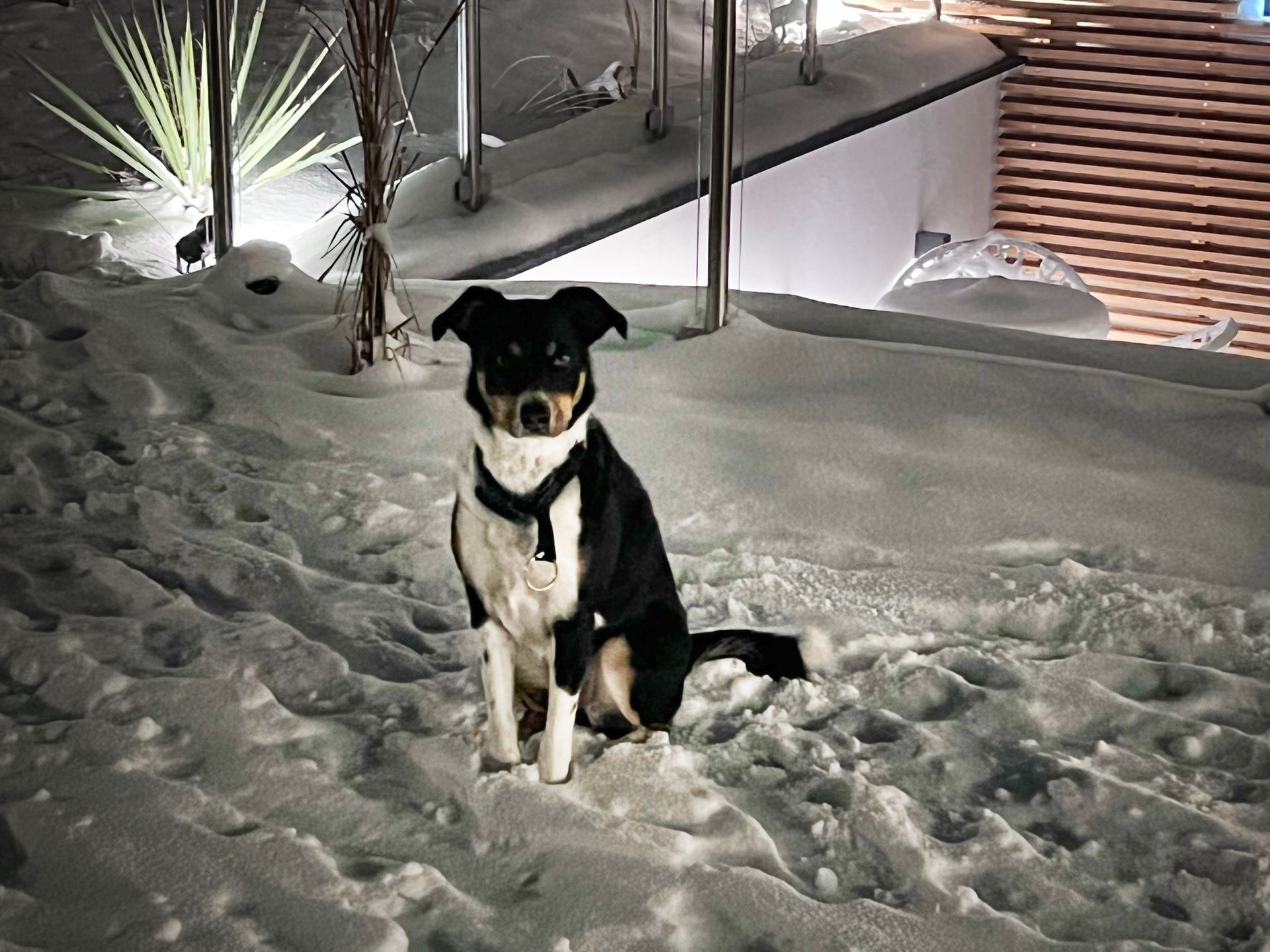 kleiner Hund im Schnee vor geislerAppartments