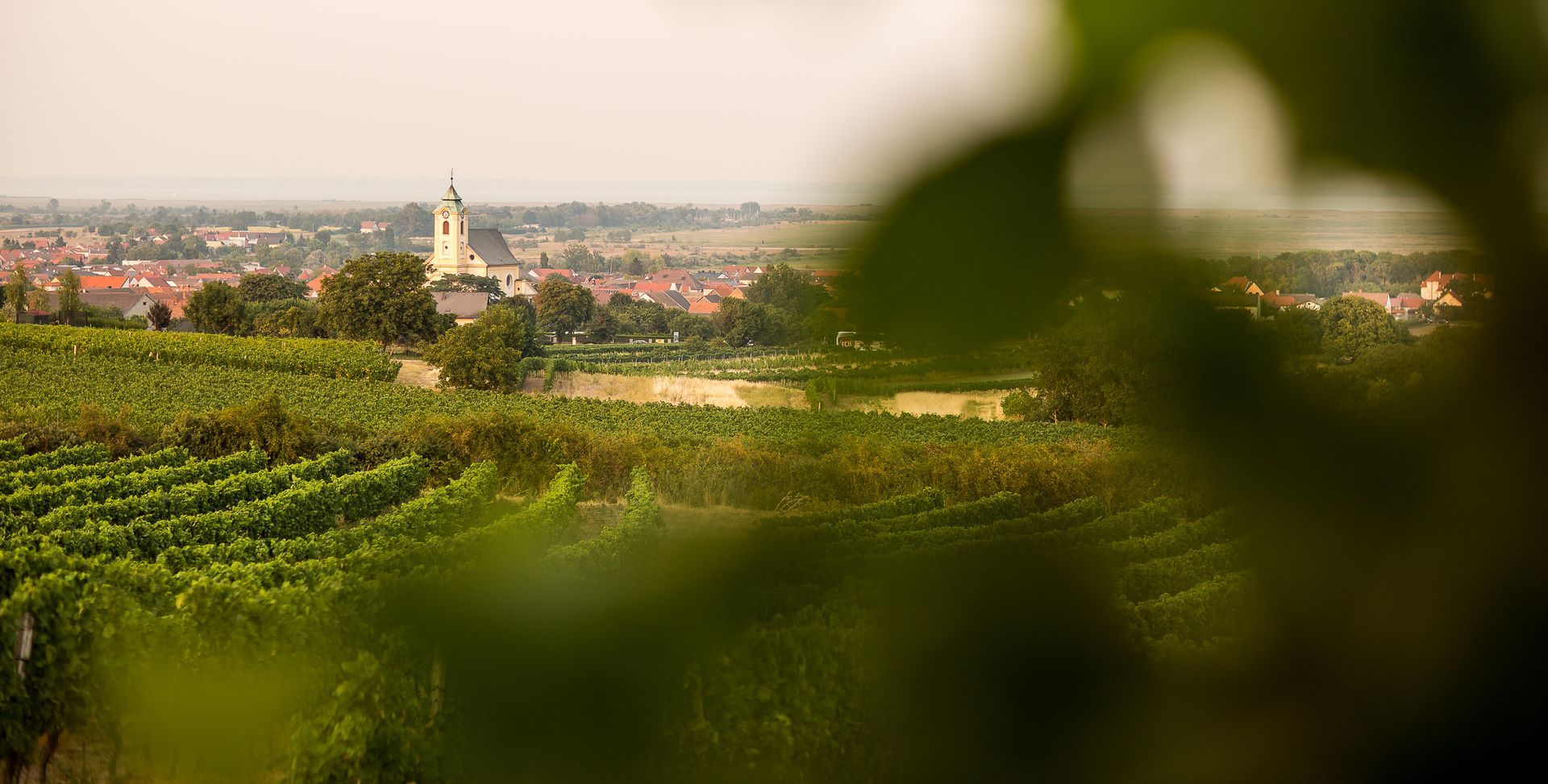 Weinplantagen in den Weingärten