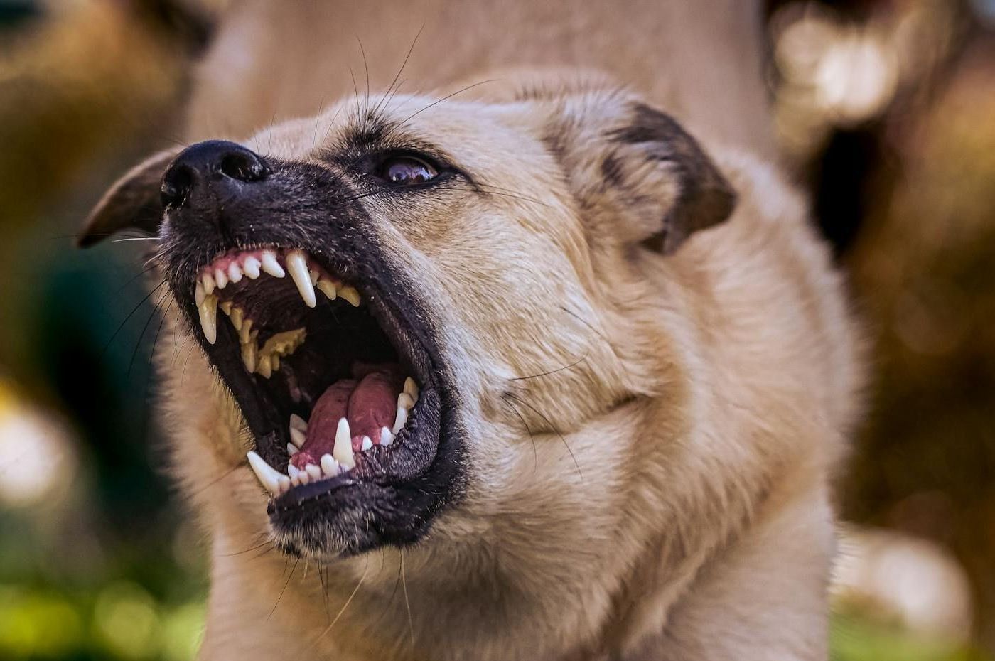 A close up of a dog with its mouth open.