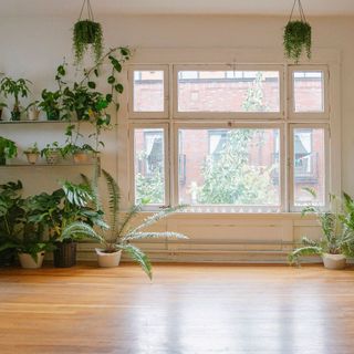 A Room With Lots Of Potted Plants | Otsego, MN | The Window Guys