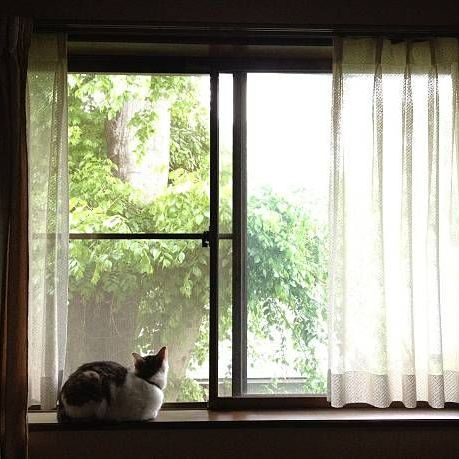 Cat On A Window | Otsego, MN | The Window Guys