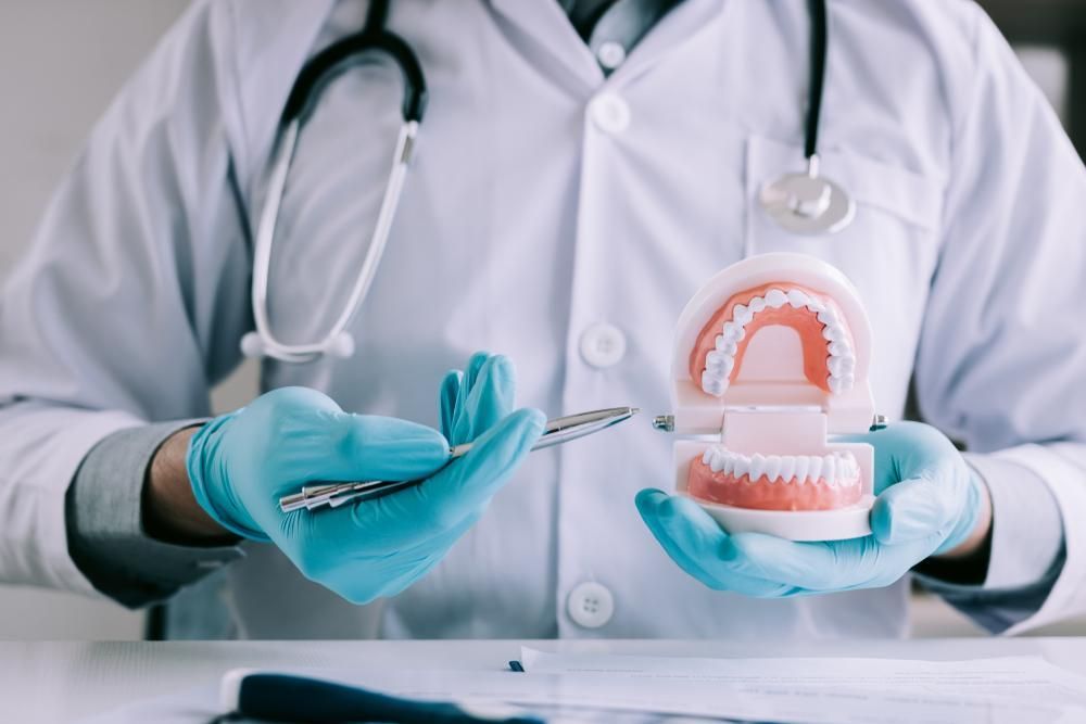 A Dentist is Holding a Model of Teeth and a Pair of Tweezers — Burleigh Heads Denture Clinic Gold Coast in Burleigh Heads, QLD A Dentist is Holding a Model of Teeth — Burleigh Heads Denture Clinic Gold Coast in Burleigh Heads, QLD