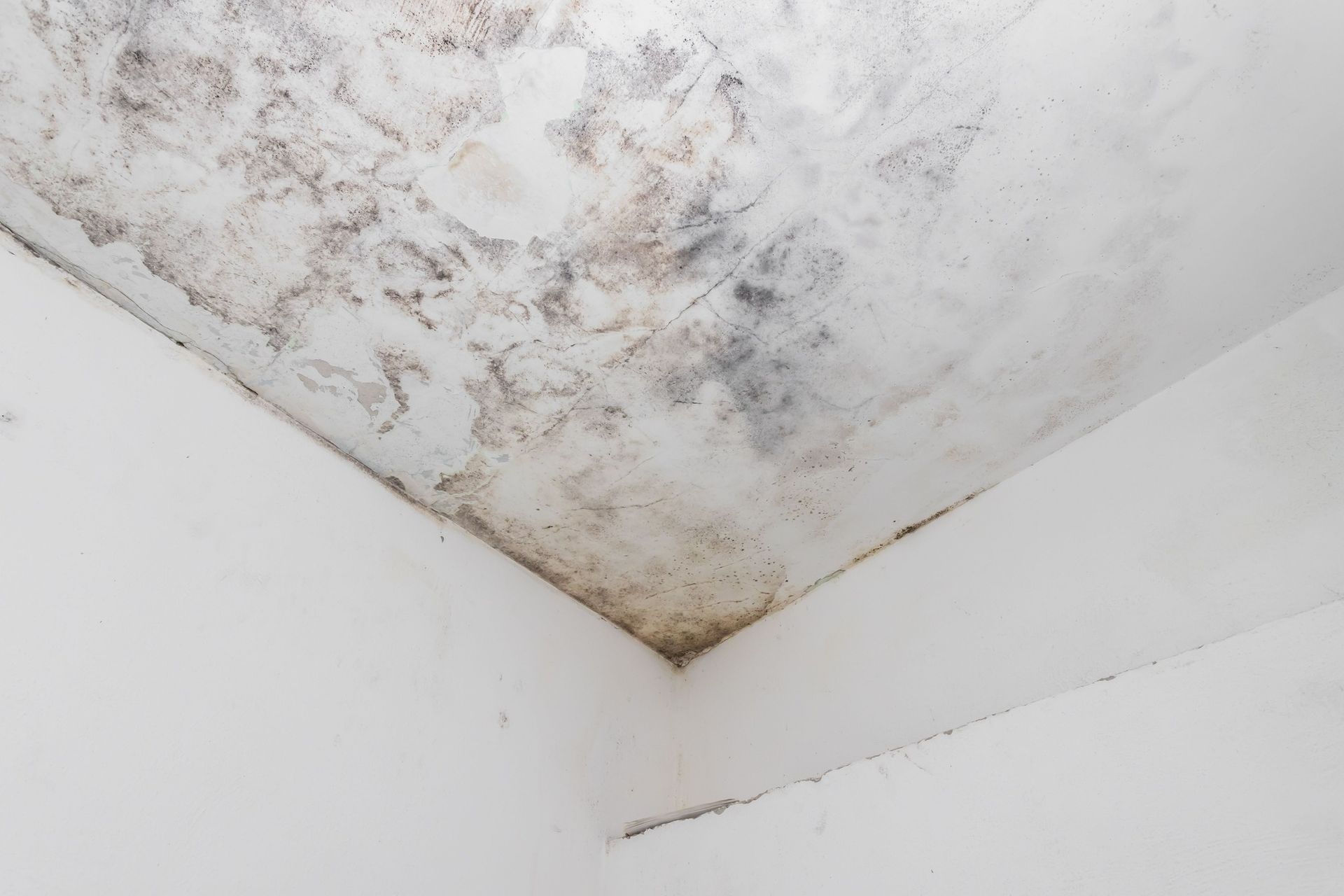 A corner of a room with water damage and dark mold spreading across the white ceiling.