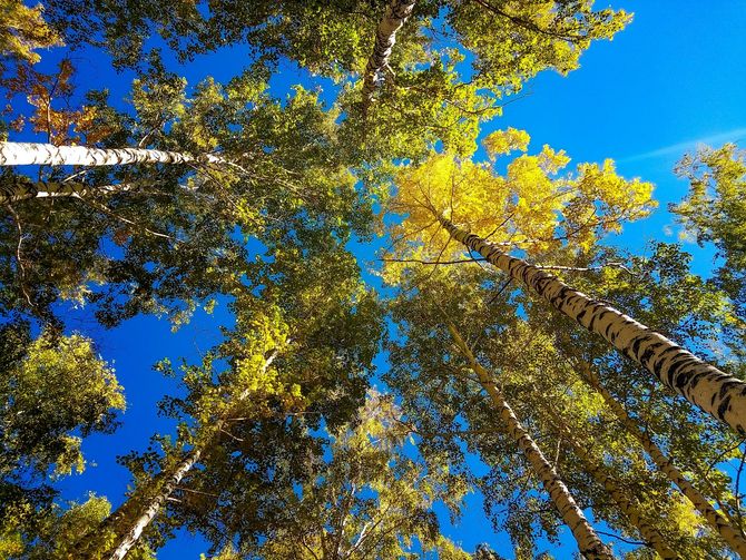 Looking up at a tree with a blue sky in the background