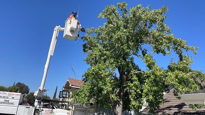 Tree Pruning in Martinez, CA