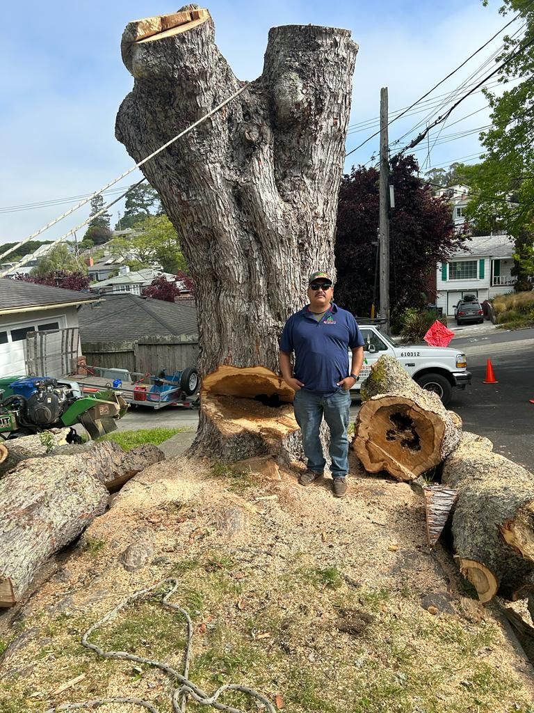 Tree Services in Martinez, CA