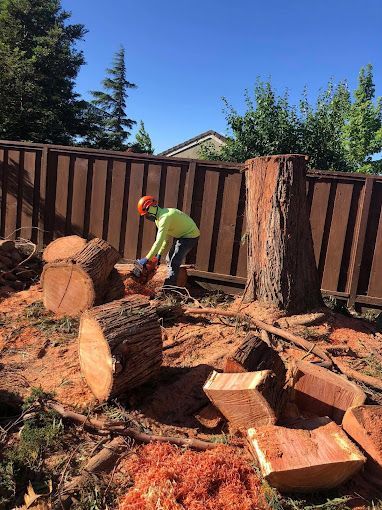 Tree Removal in Martinez, CA