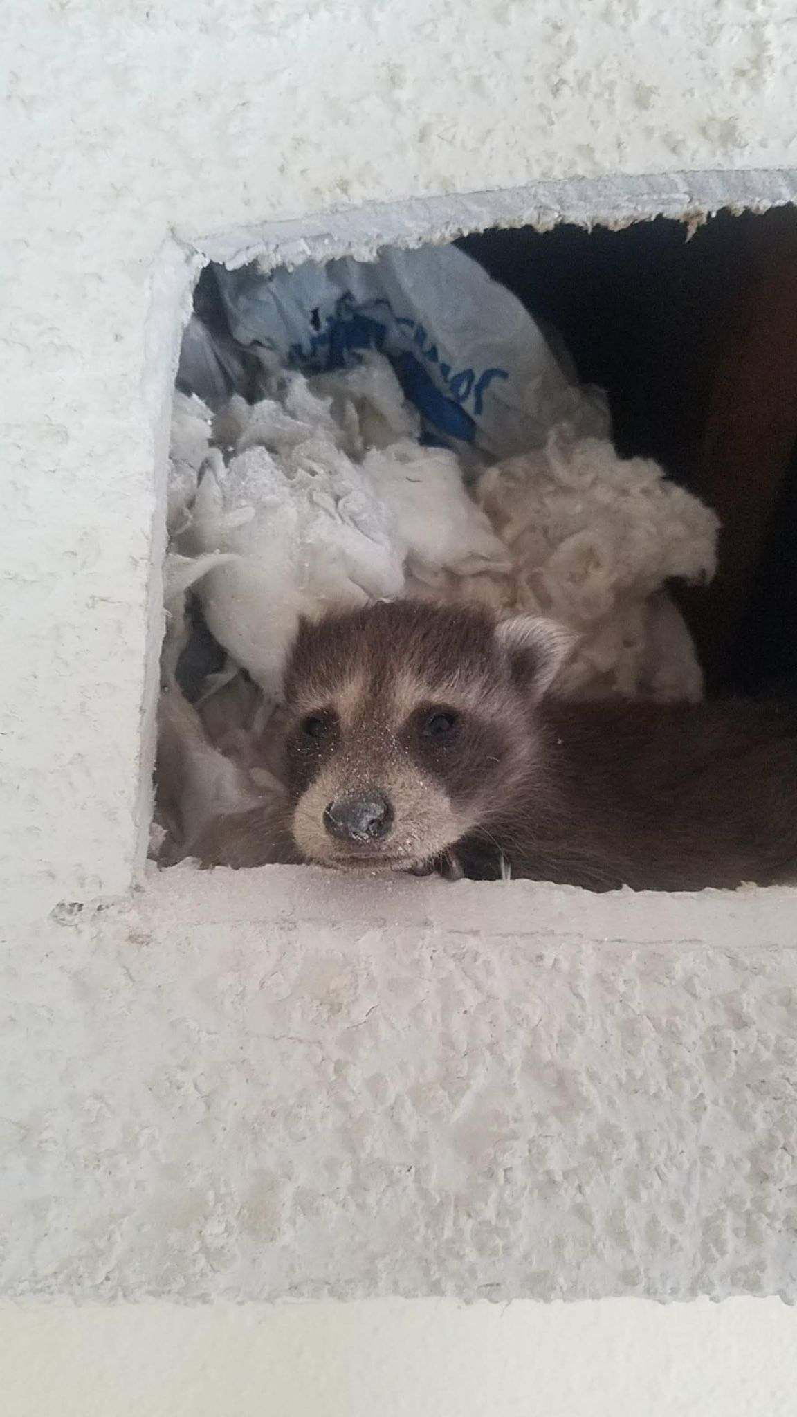 Baby Raccoon in Wall - Urbana, IL - Anything Wild Animal Control