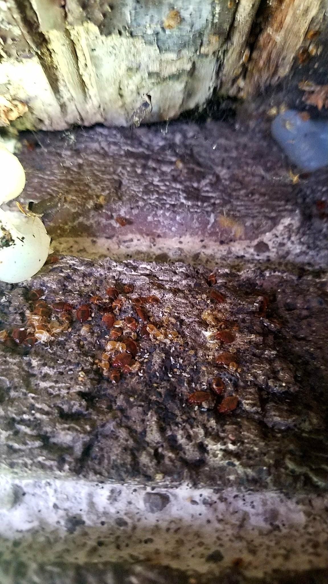 Bat Bugs - Urbana, IL - Anything Wild Animal Control