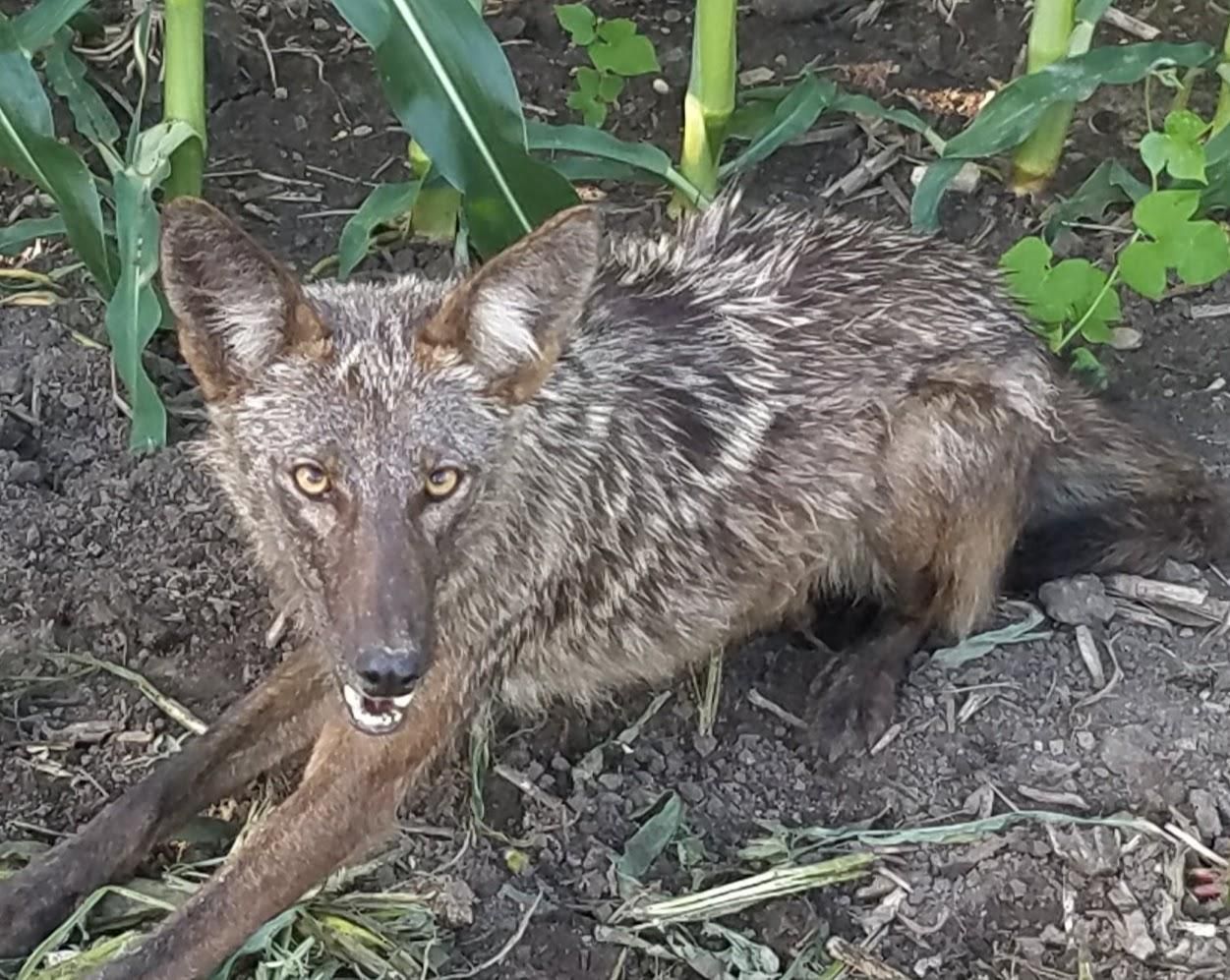 Coyote on Grass - Urbana, IL - Anything Wild Animal Control
