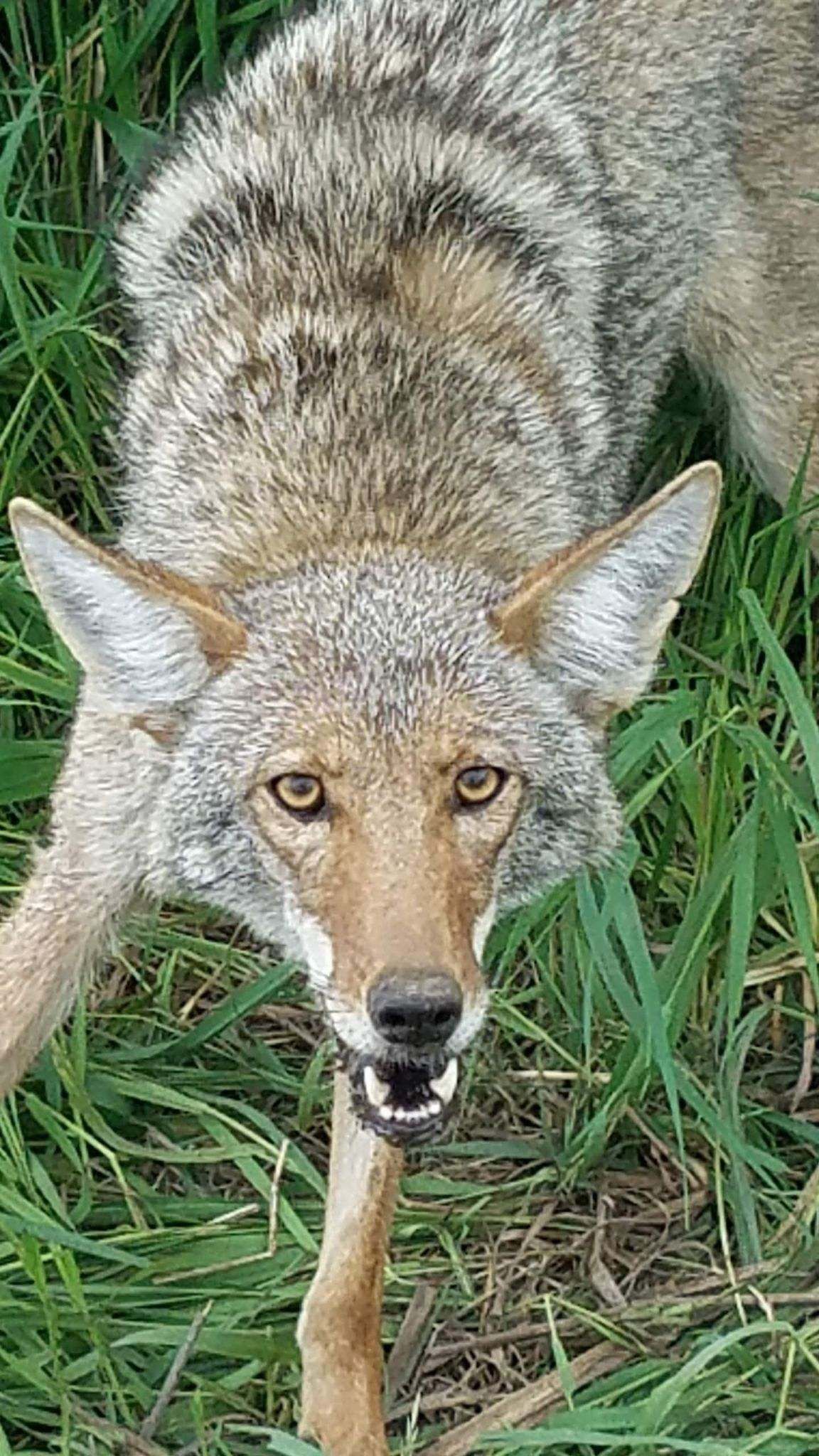 Caught Coyote - West Champaign, IL - Anything Wild Animal Control