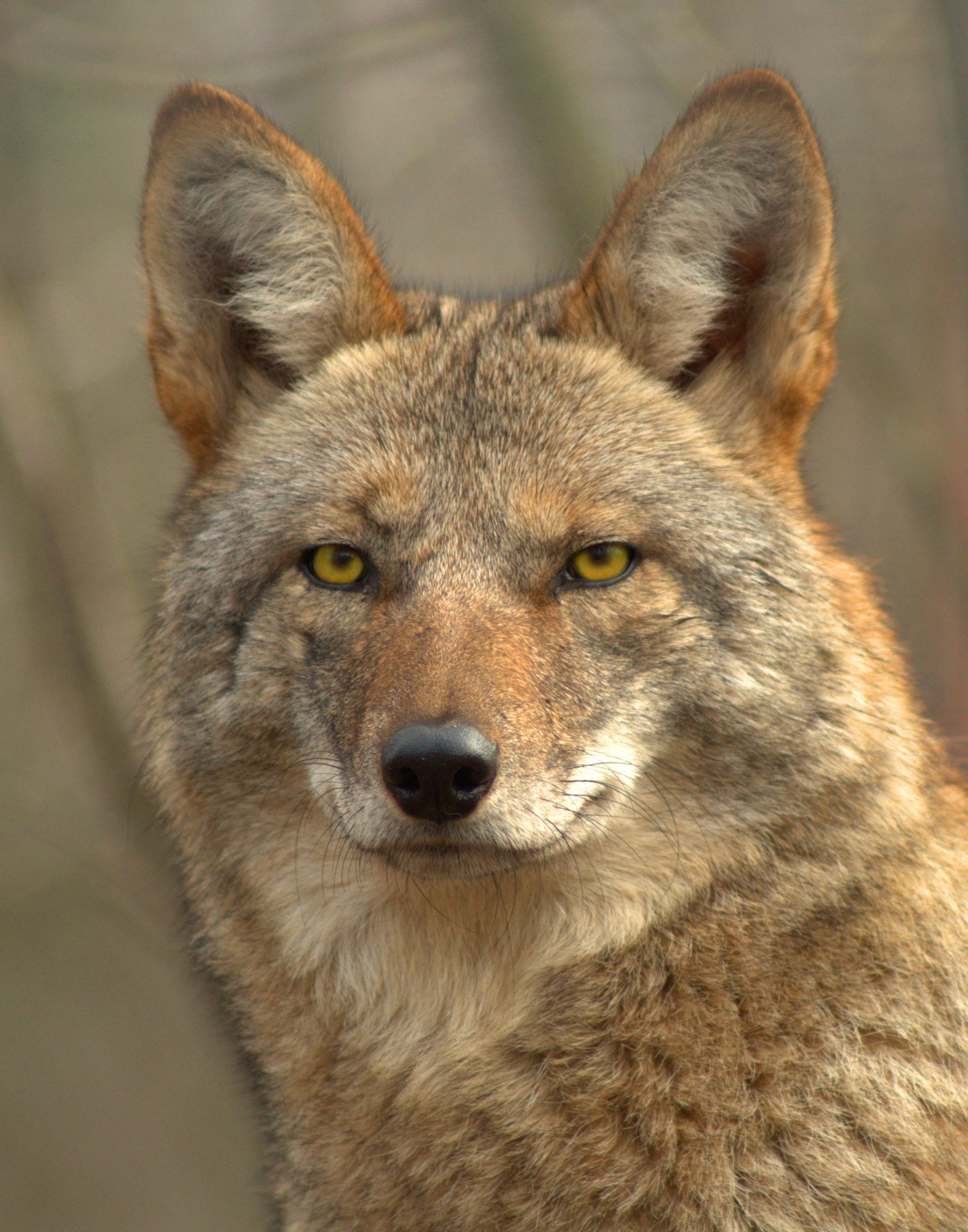 Couple animals | Urbana, IL | Anything Wild Animal