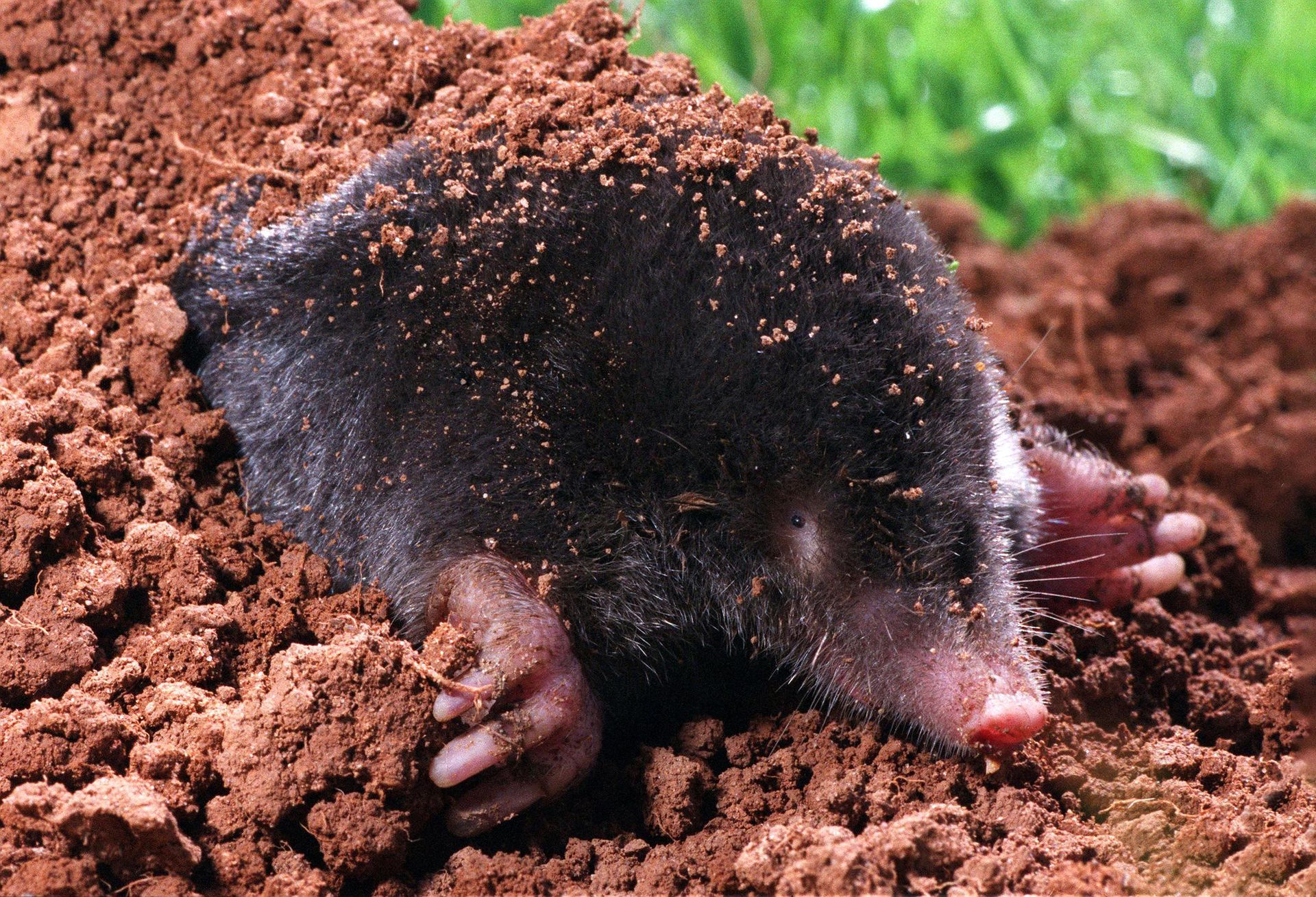 Mole | Urbana, IL | Anything Wild Animal