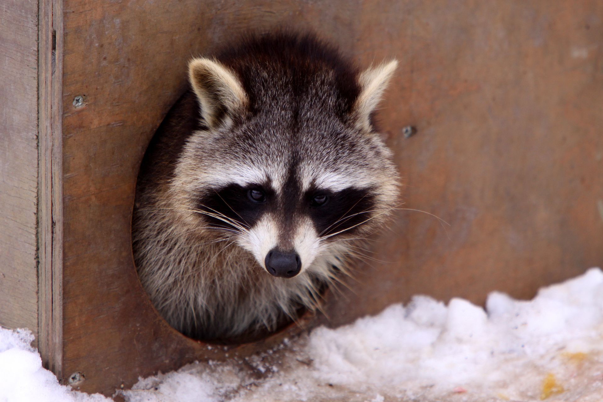 Sad racoon | Urbana, IL | Anything Wild Animal