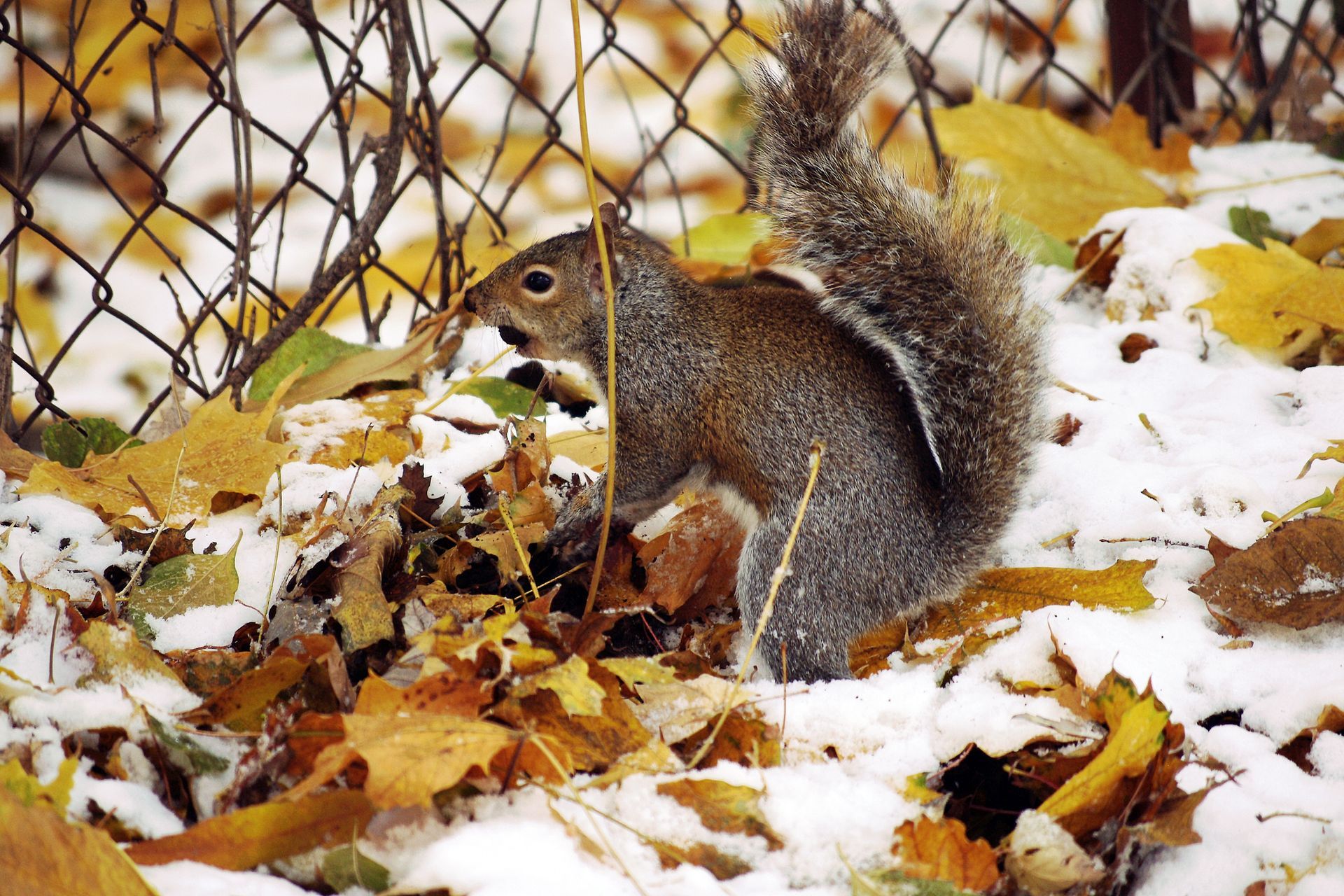 Squirrel | Urbana, IL | Anything Wild Animal