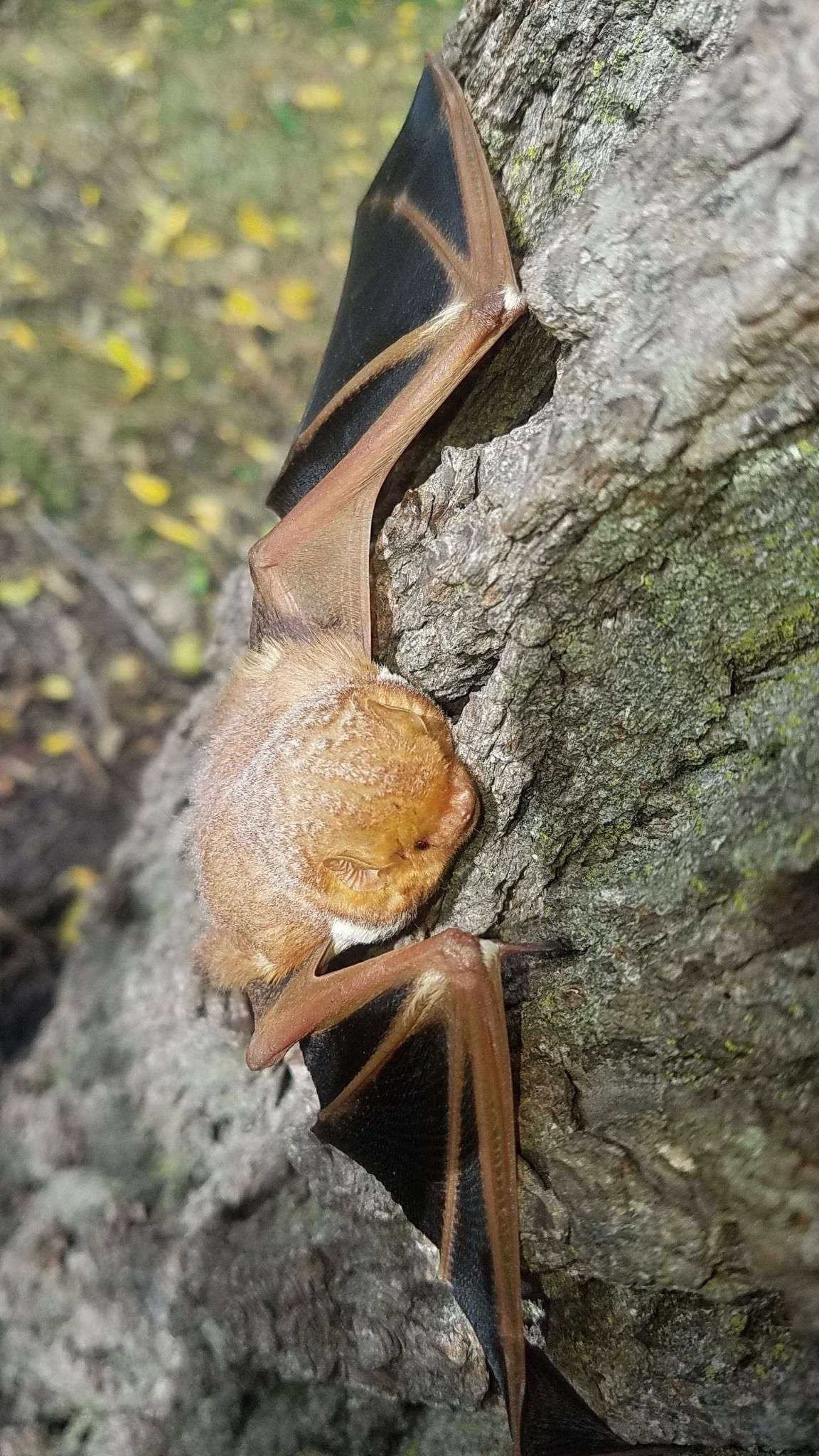 Red Bat - Champaign, IL - Anything Wild Animal Control