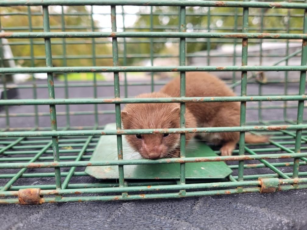Weasel Caught in a Home - Savoy, IL - Anything Wild Animal Control