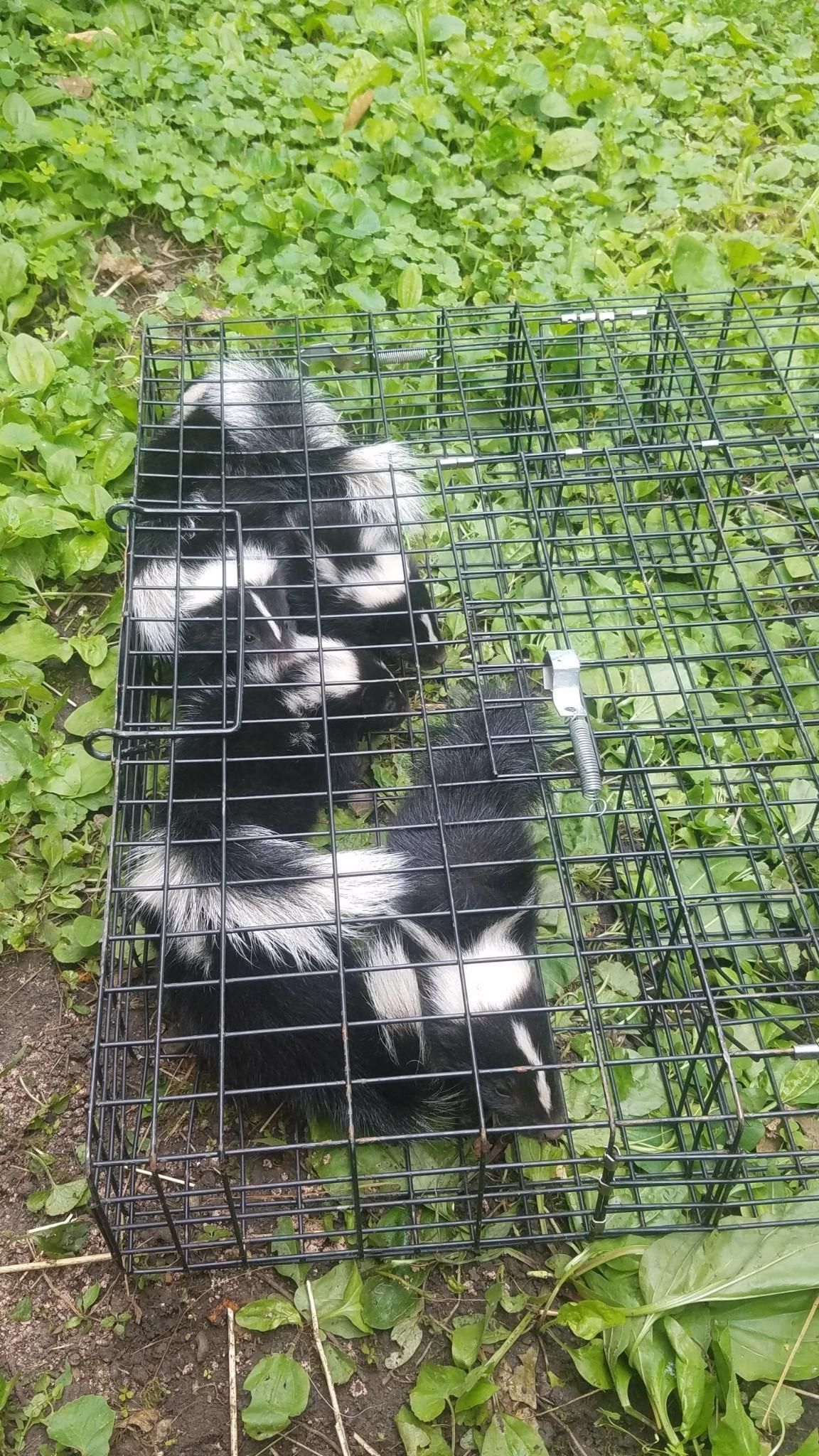 Skunks on Grass - Champaign, IL - Anything Wild Animal Control