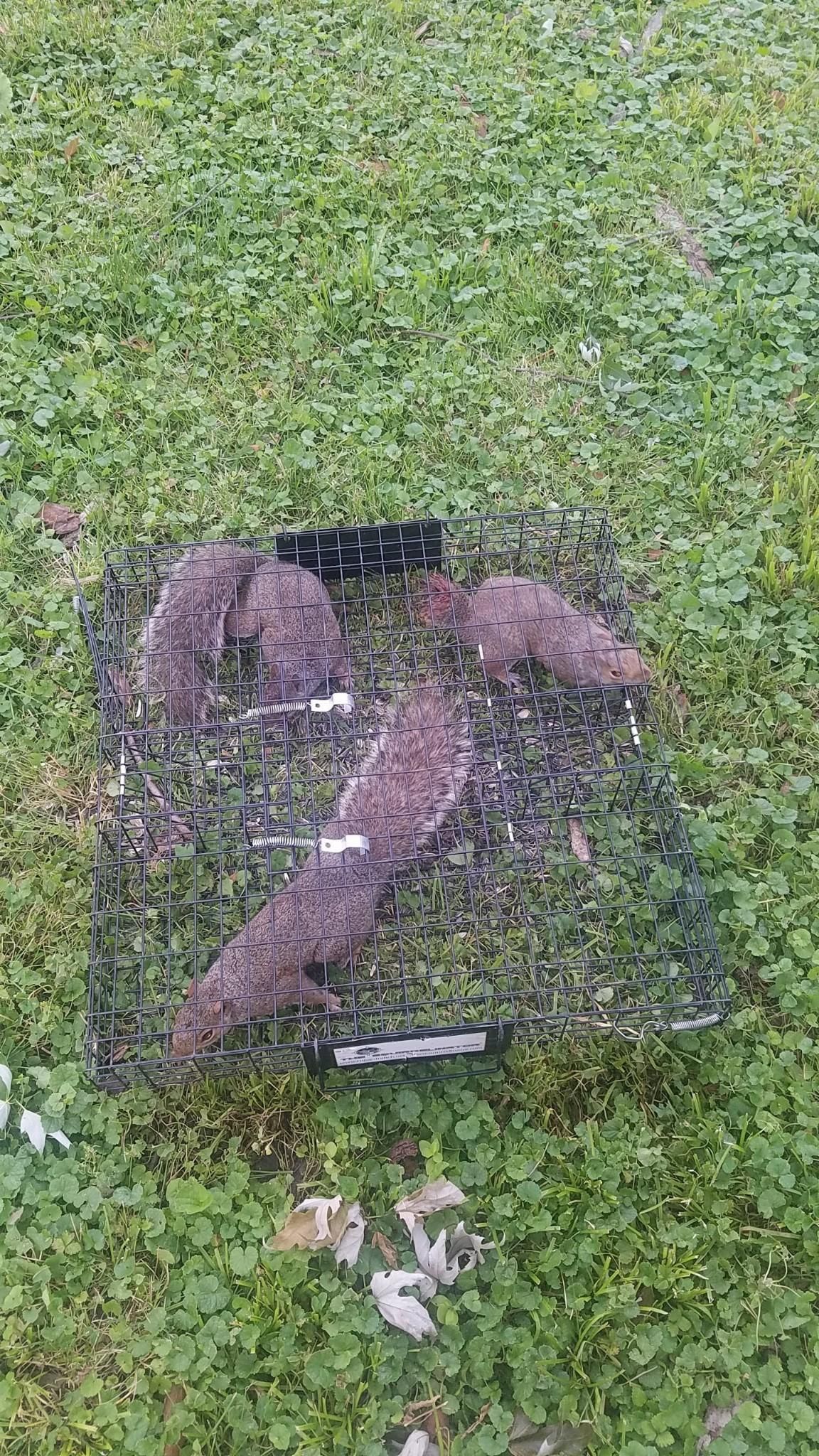 Squirrels in Cage - Champaign, IL - Anything Wild Animal Control