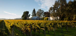 Vineyard with rows of grapevines under a bright blue sky. A building is visible in the background.