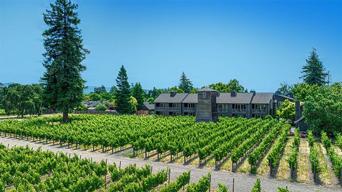 Vineyard rows with a stone structure and trees under a clear blue sky.