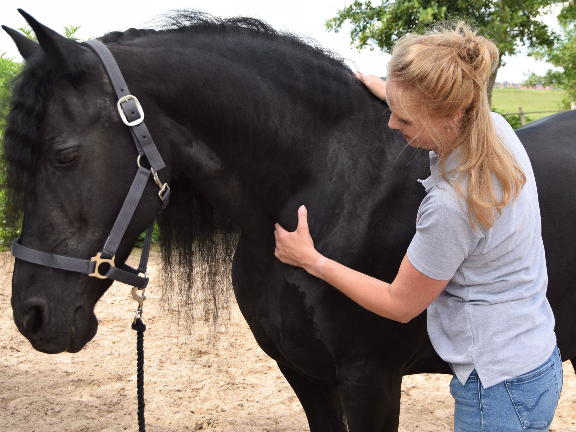 Sportmassage paard en pony