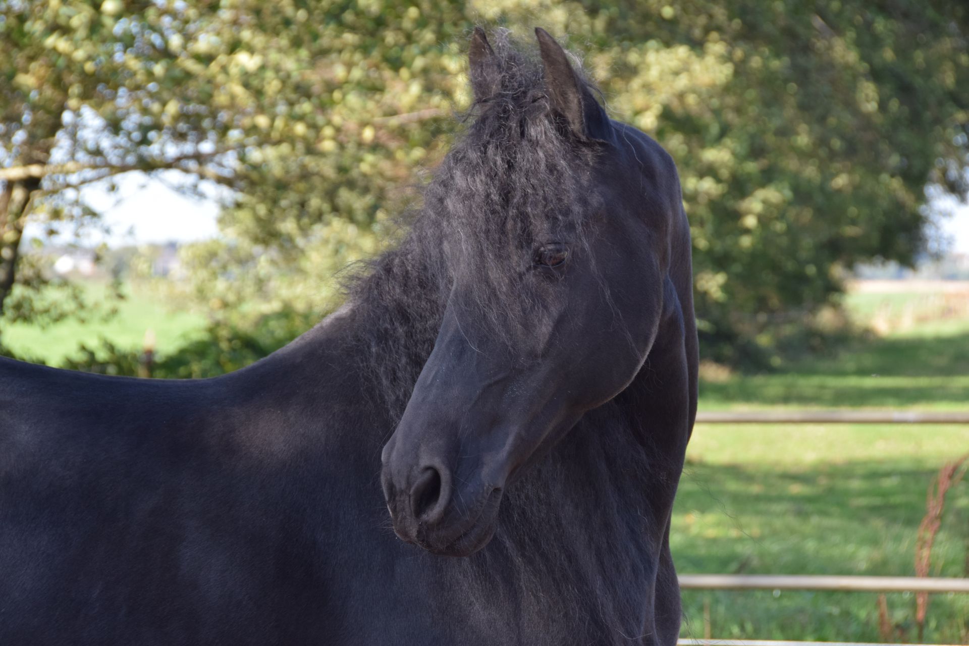 Sportmassage en ttouch paard en pony